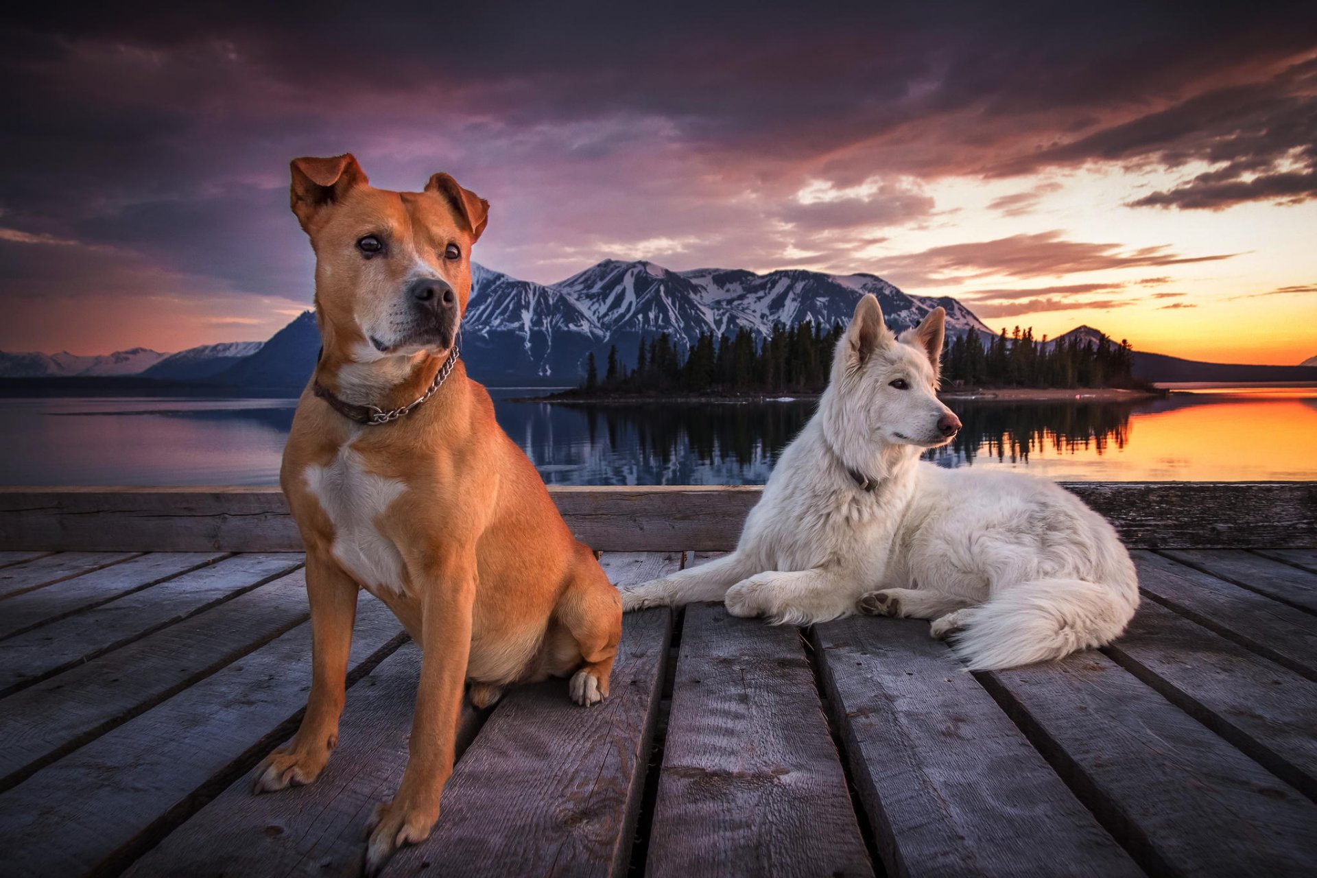 perros muelle montañas cielo nubes