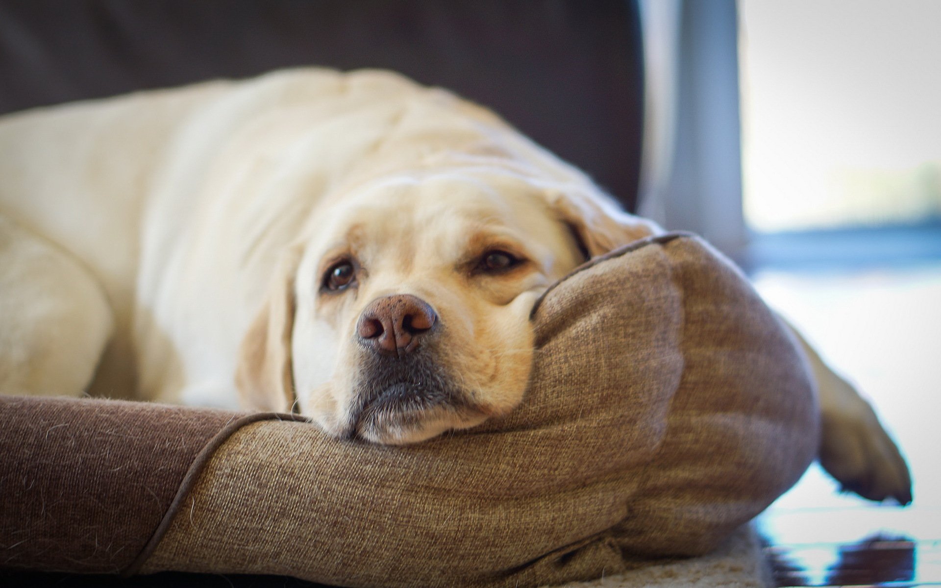 chien regard ami