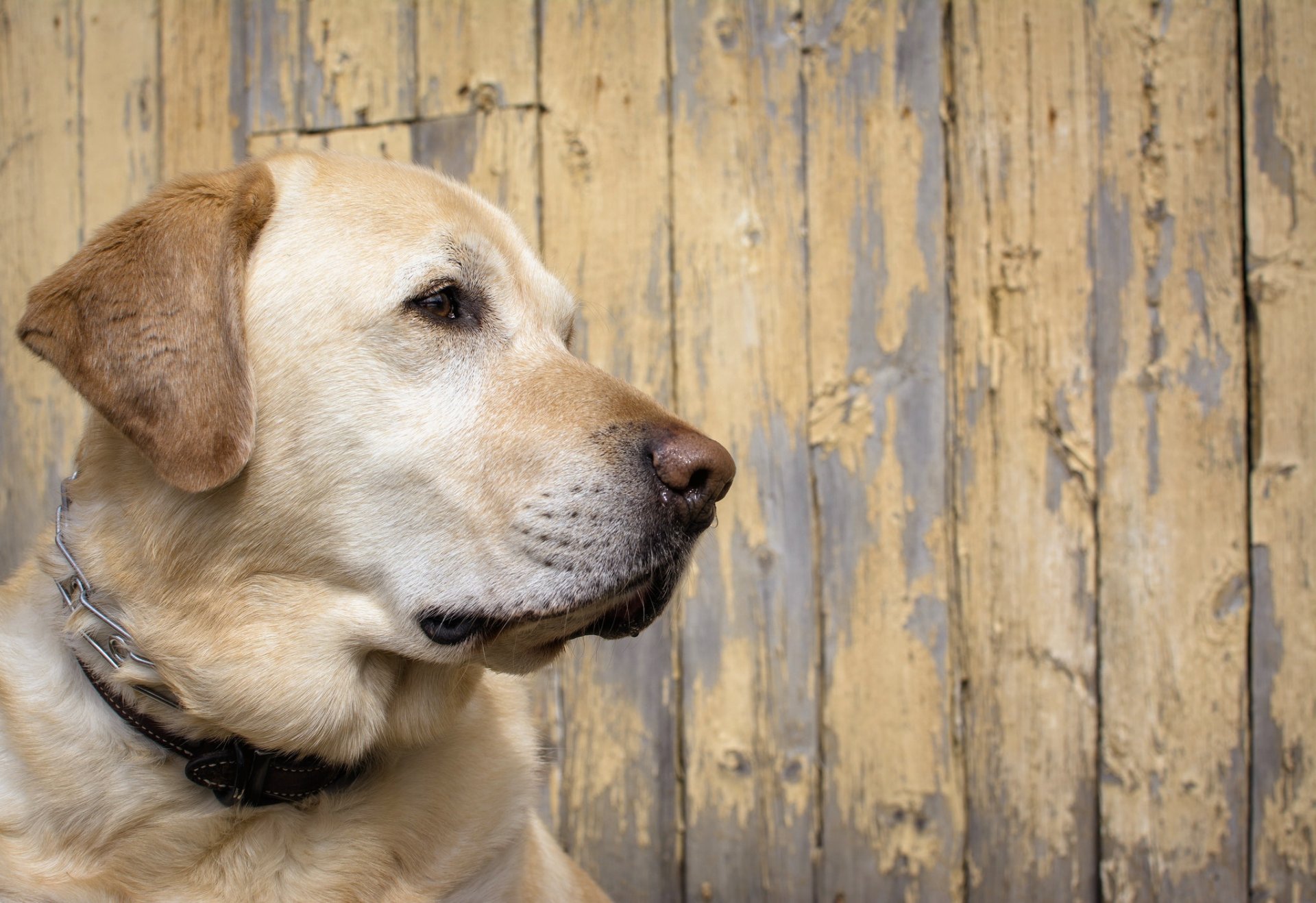 chien regard ami