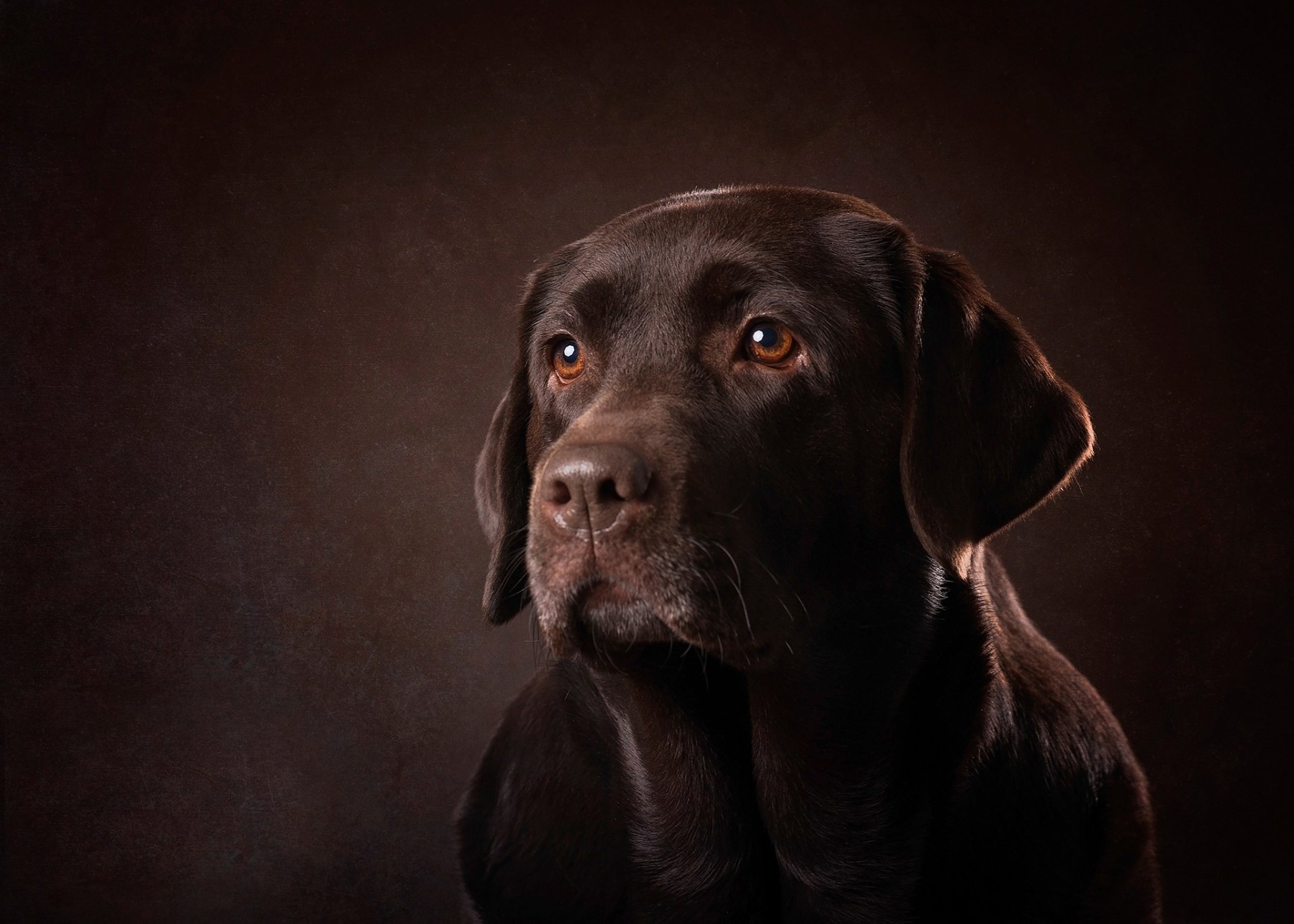 chocolate background