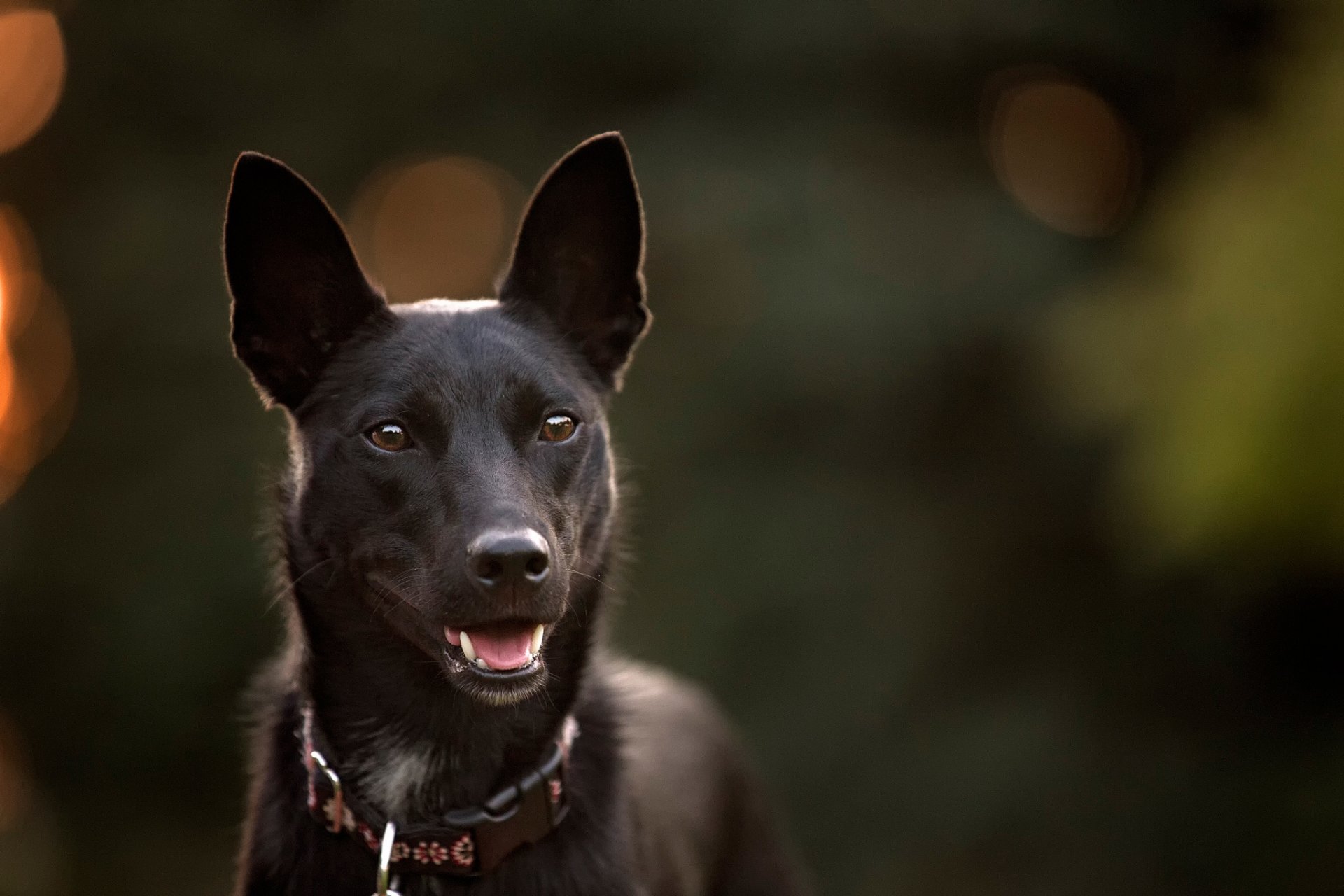 blick freund bokeh hund