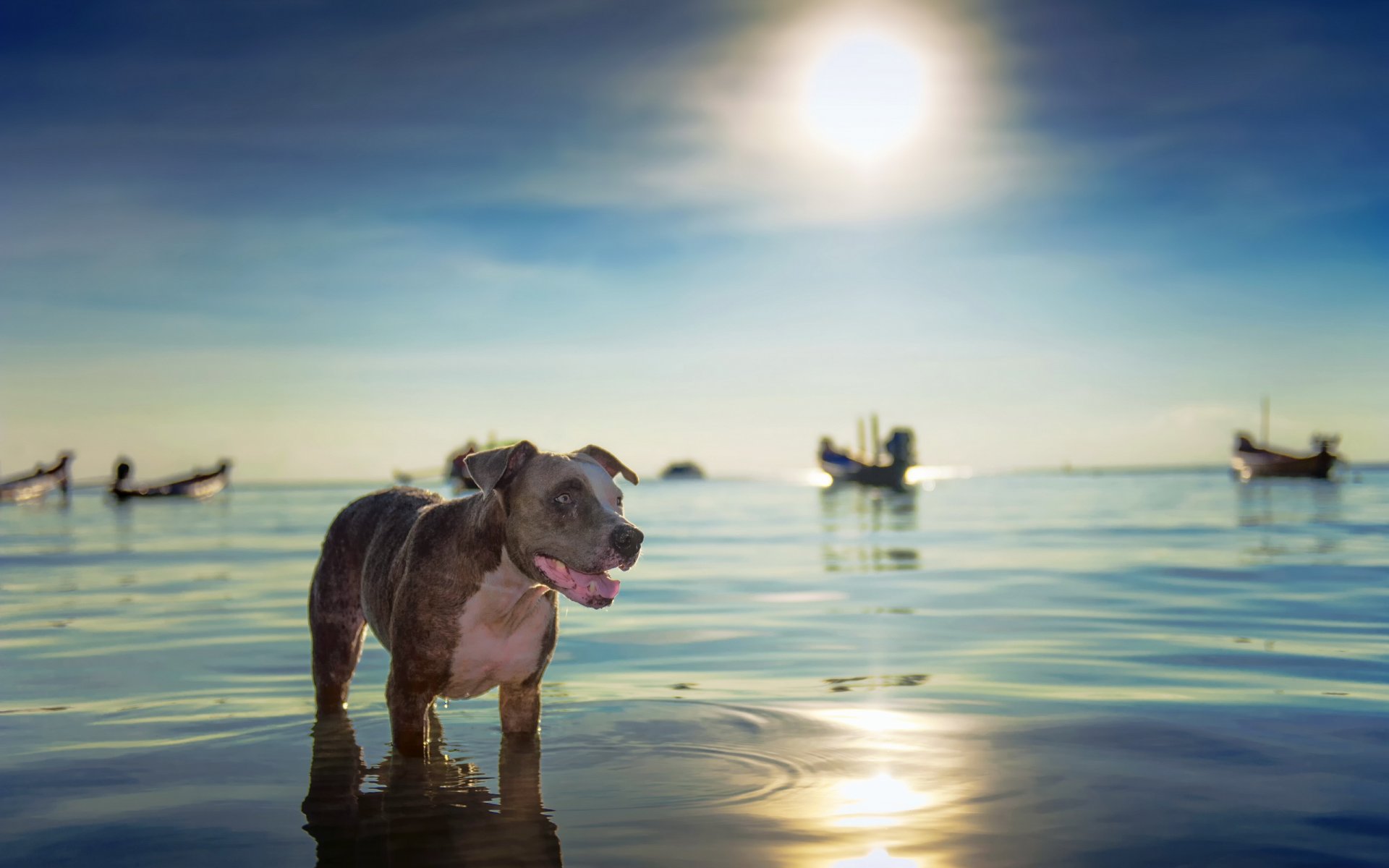 dog view other sea