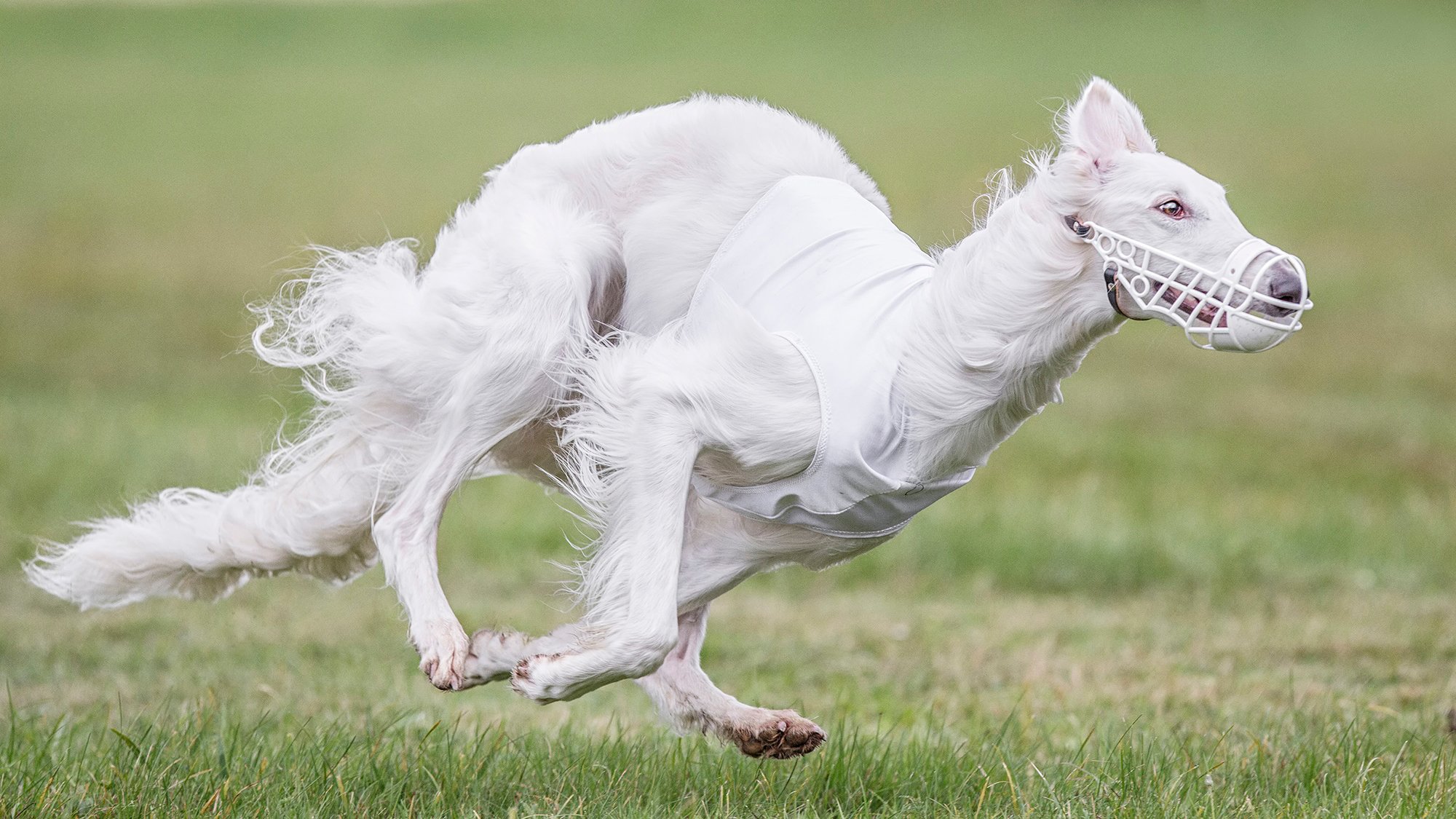 running muzzle dog