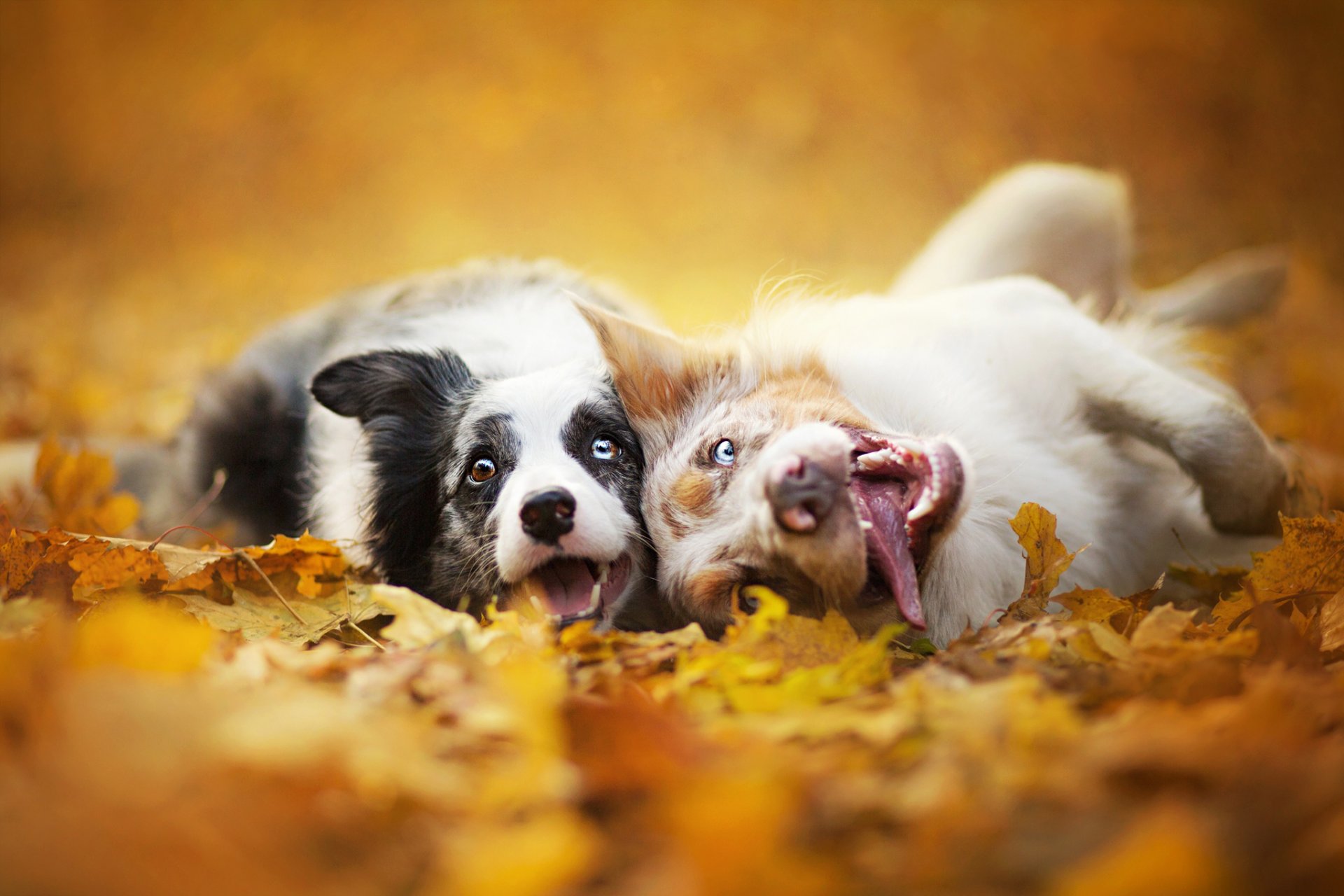 border collie dogs two of the muzzle leaves nature autumn