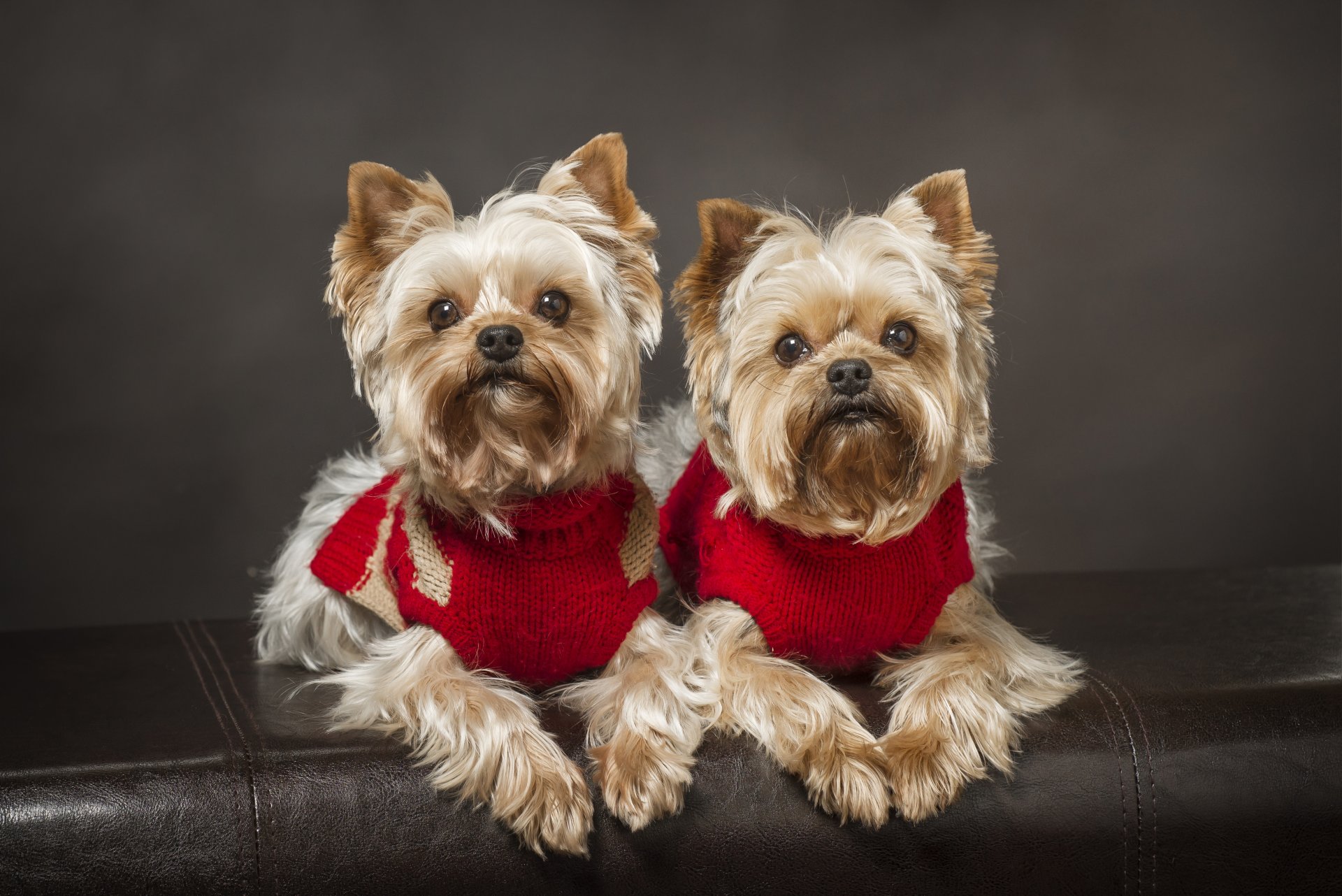 yorkshire terrier chiens jumeaux couple