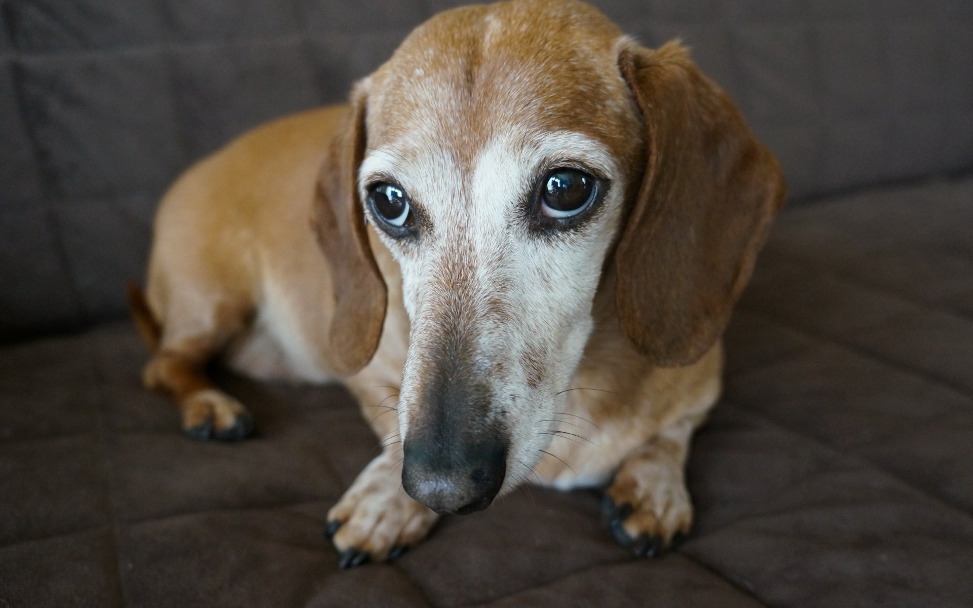hund blick freund
