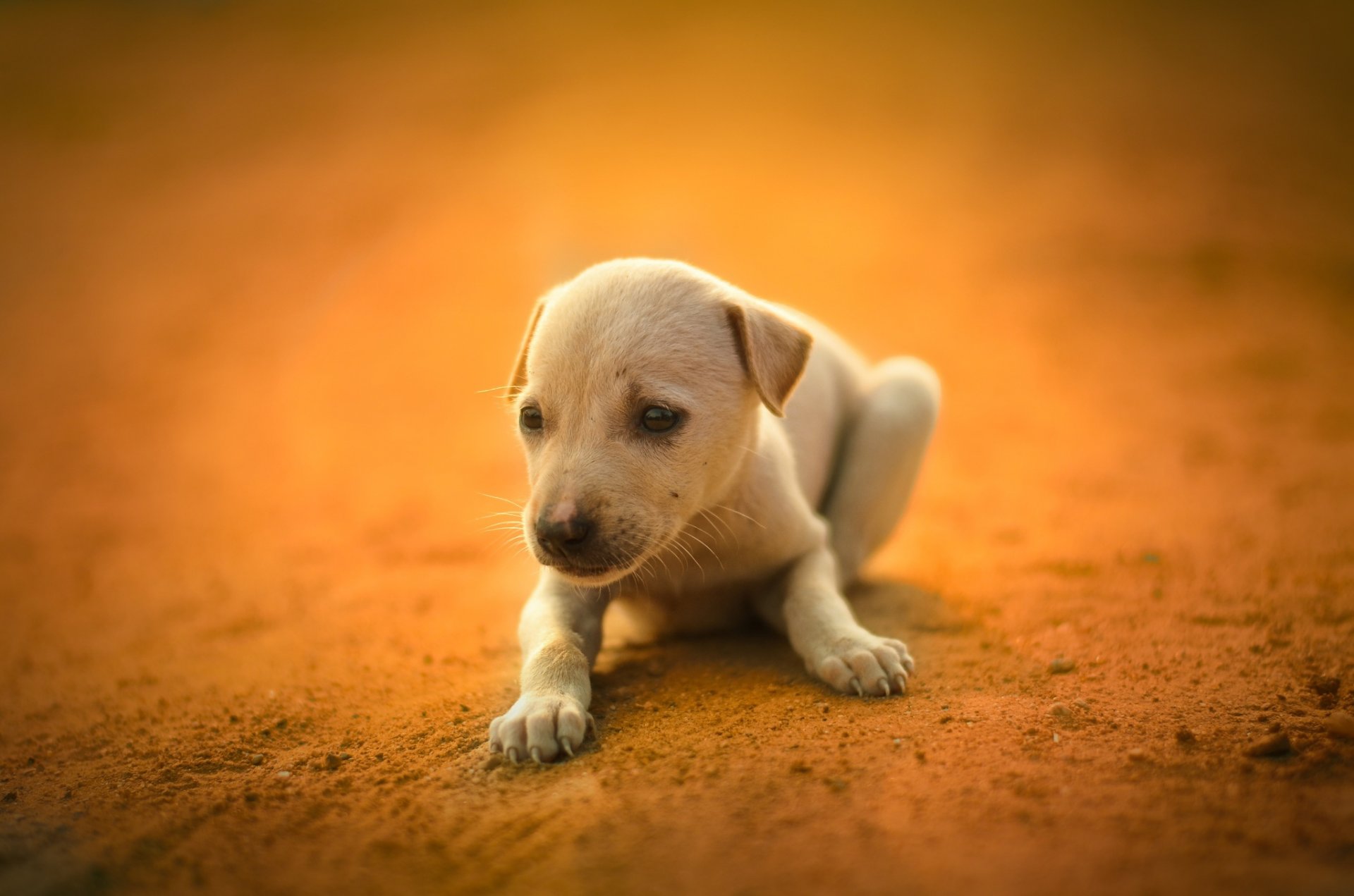 puppy simpotyaga dog white other