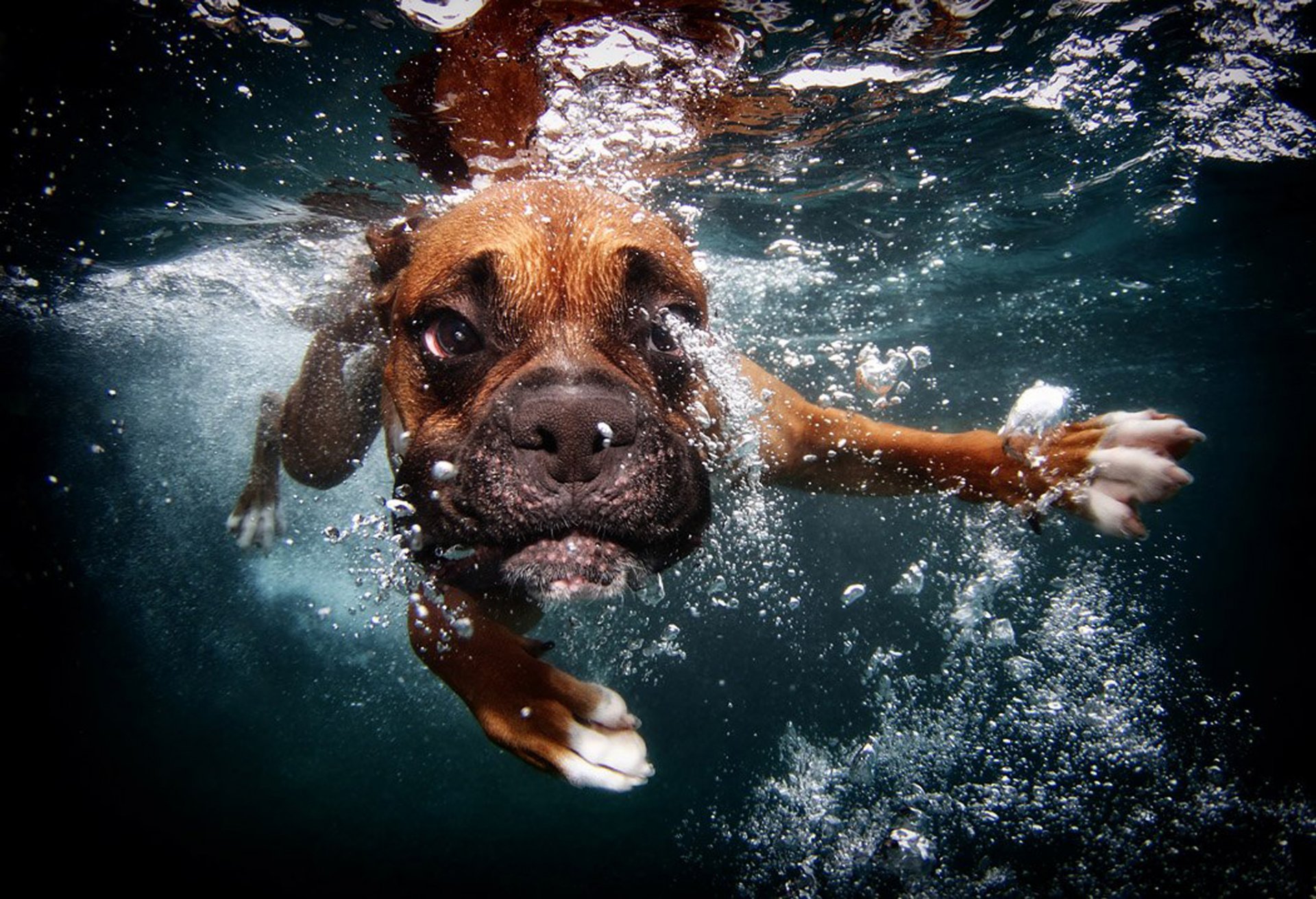 chien sous l eau nage bulles