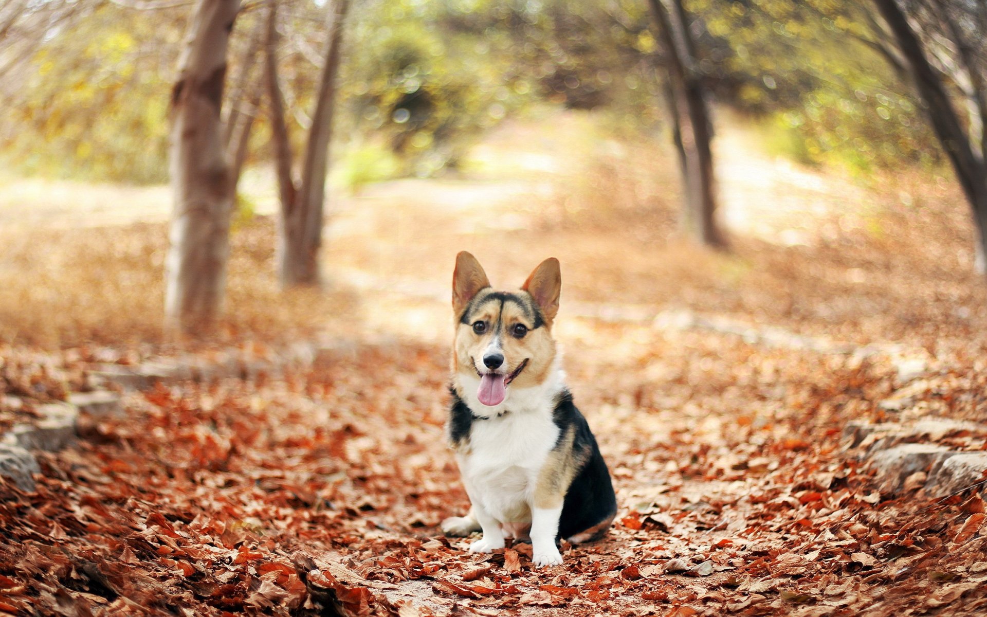 autumn foliage park.welsh corgi welsh corgi