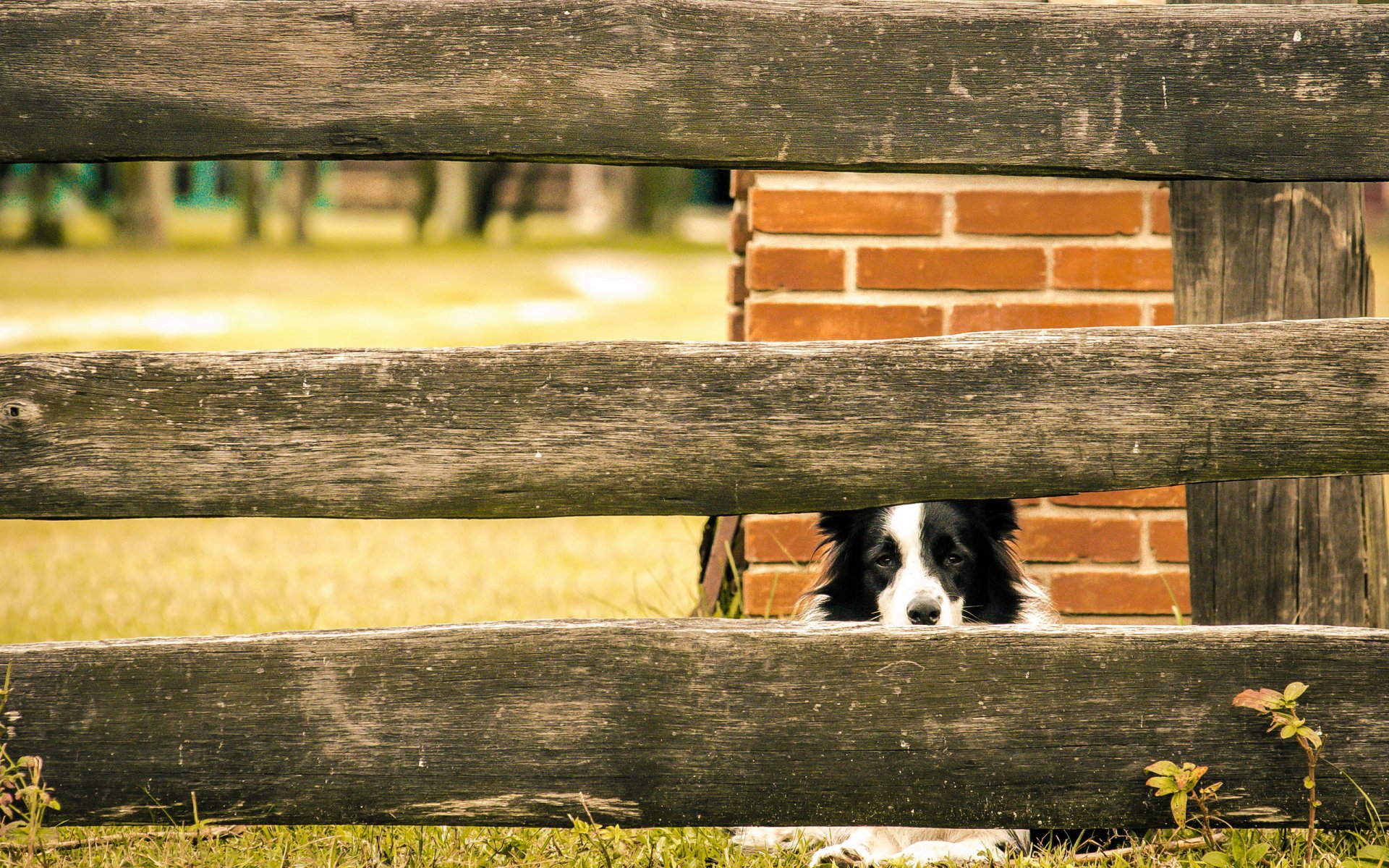chien vue ami clôture