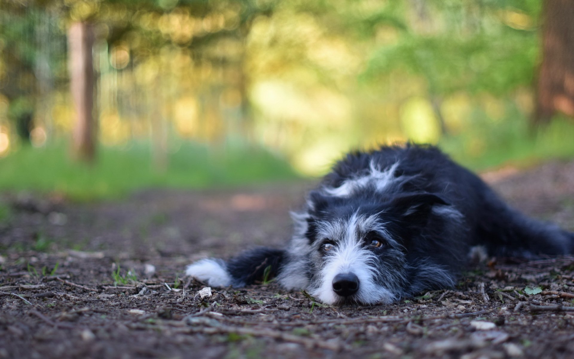 cane sguardo amico