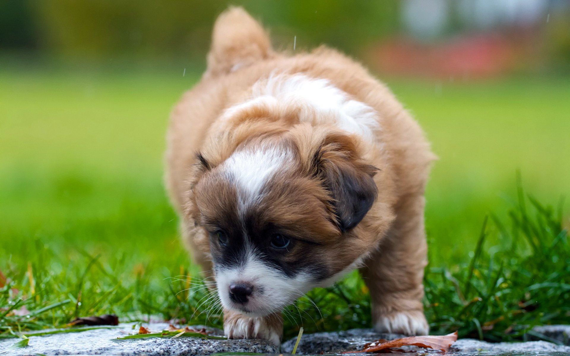 perro cachorro fondo