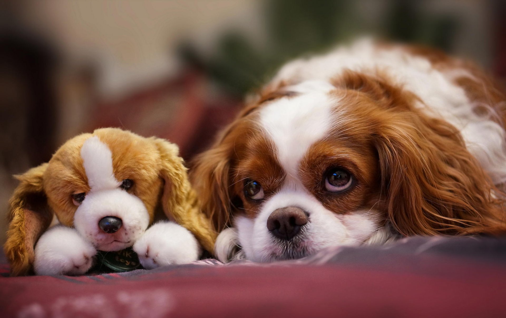 perro cachorro mirada hocico juguete