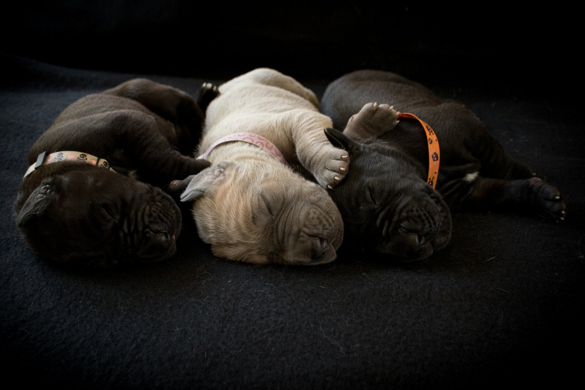 dogs puppies comfort