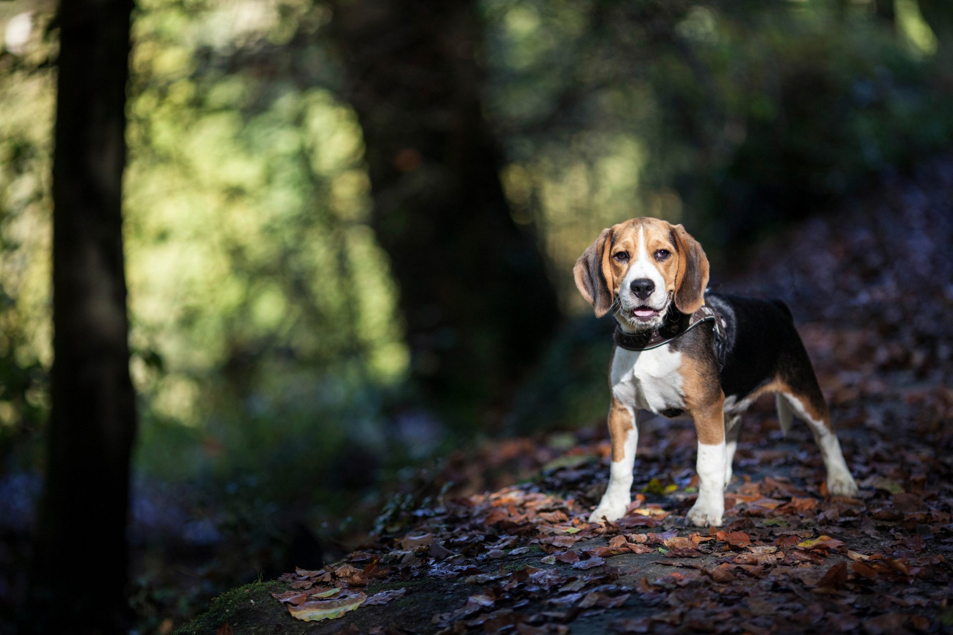 other view autumn nature dog