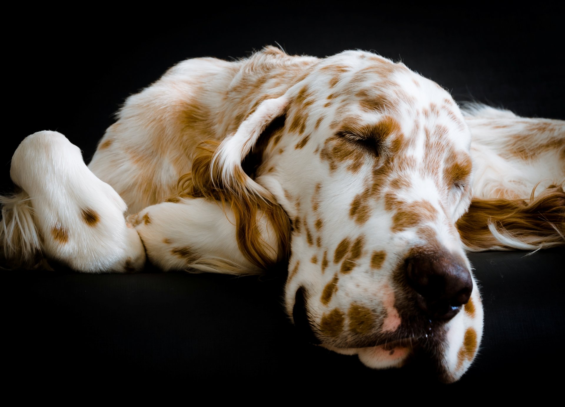 english setter dog other