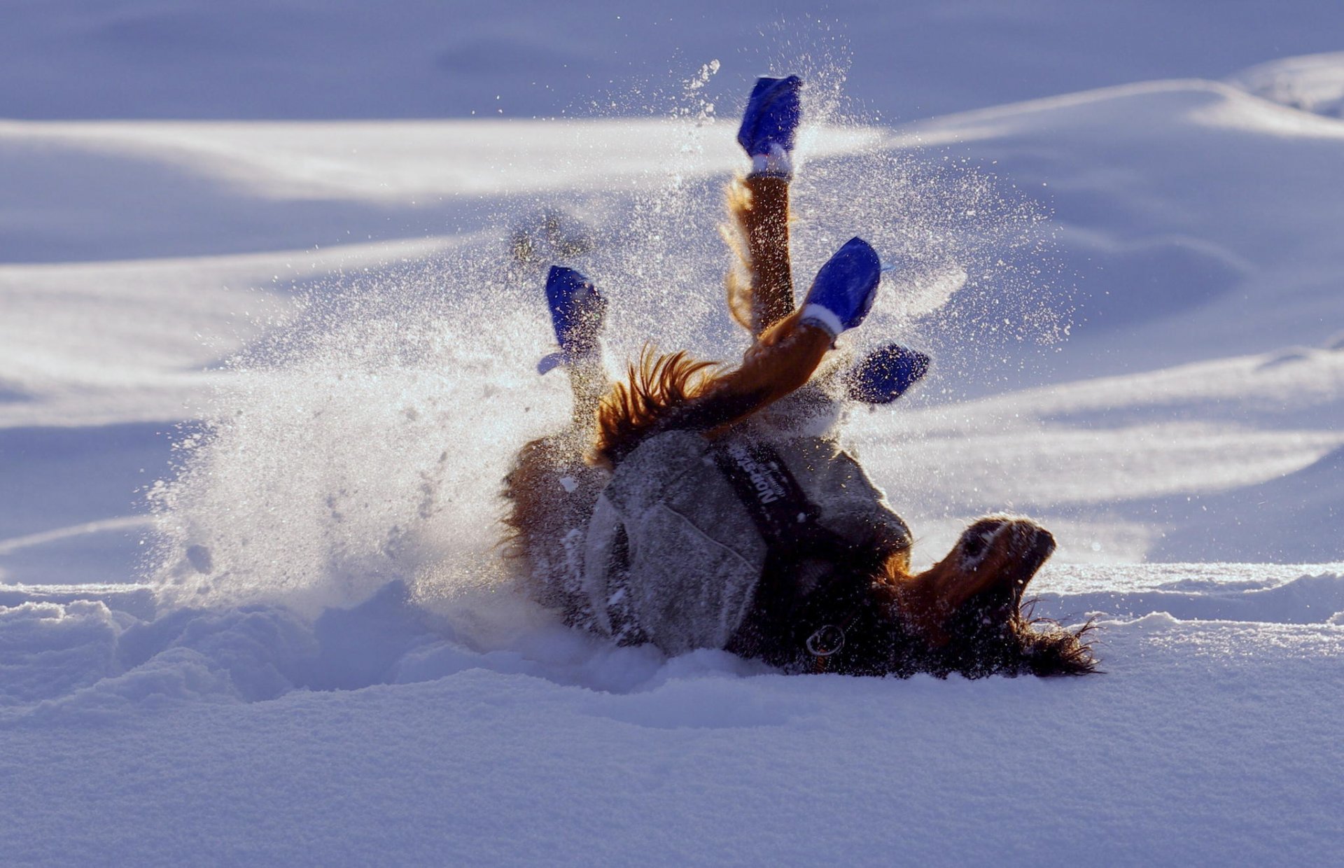 hiver neige chien pose joie