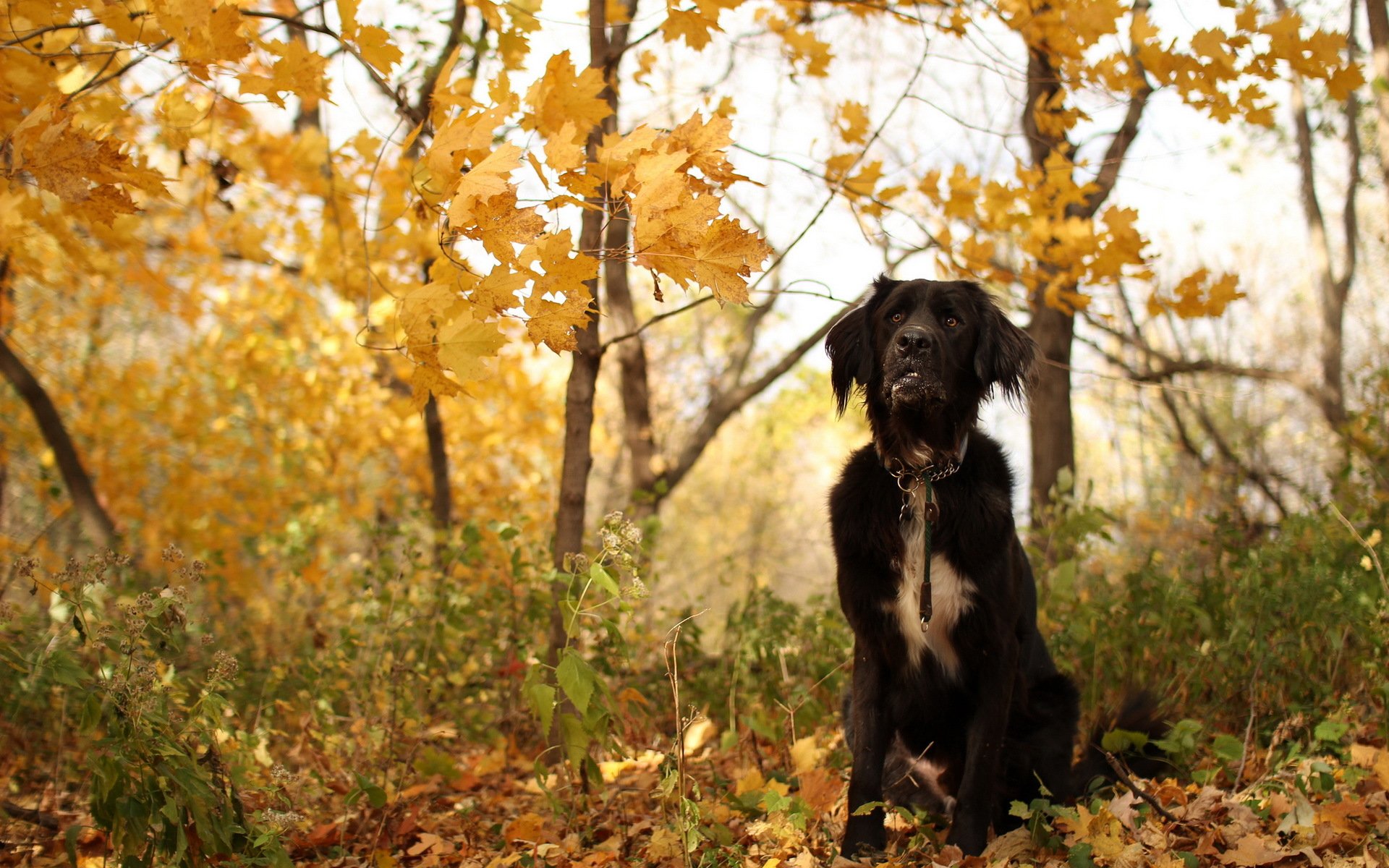 perro amigo otoño