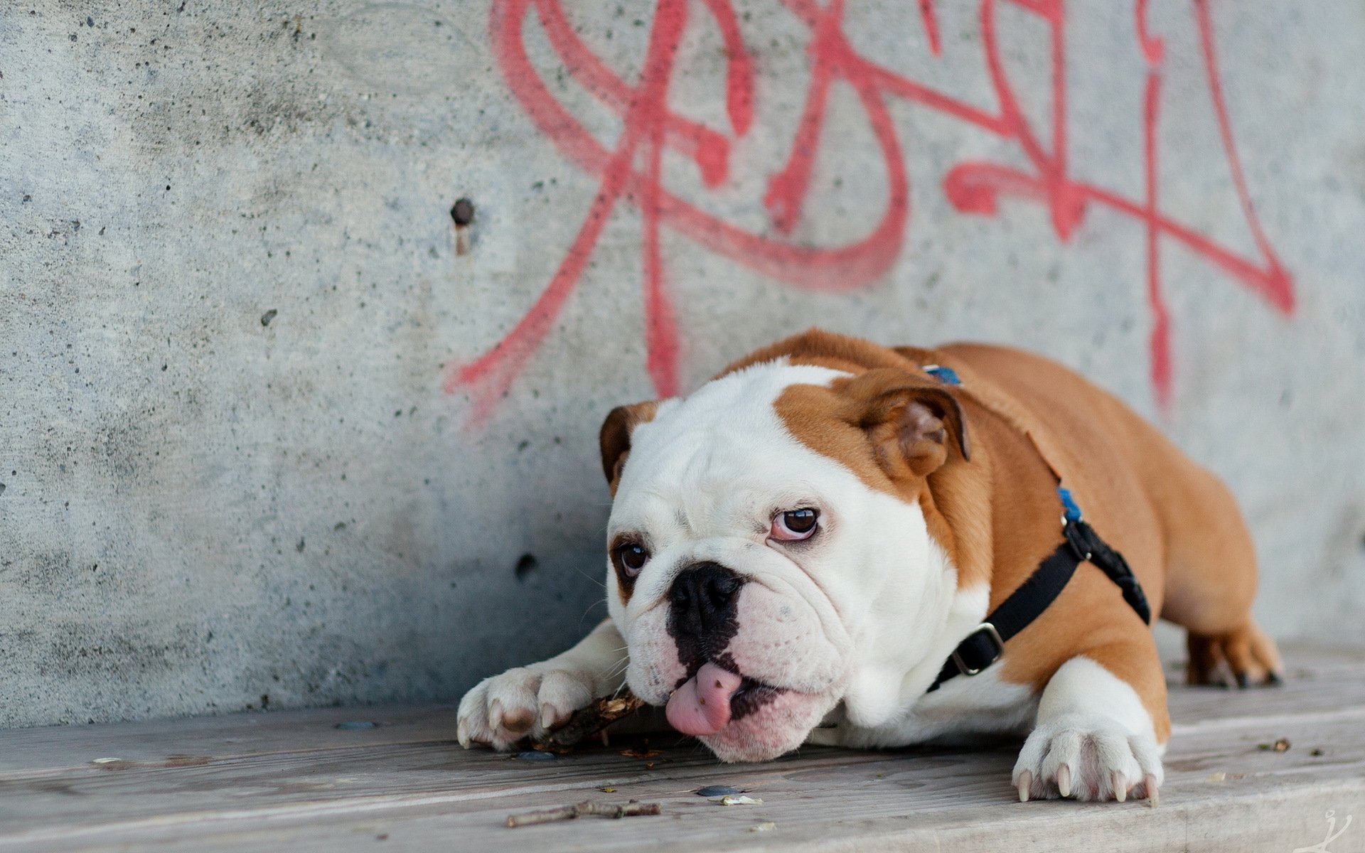 hund blick hintergrund