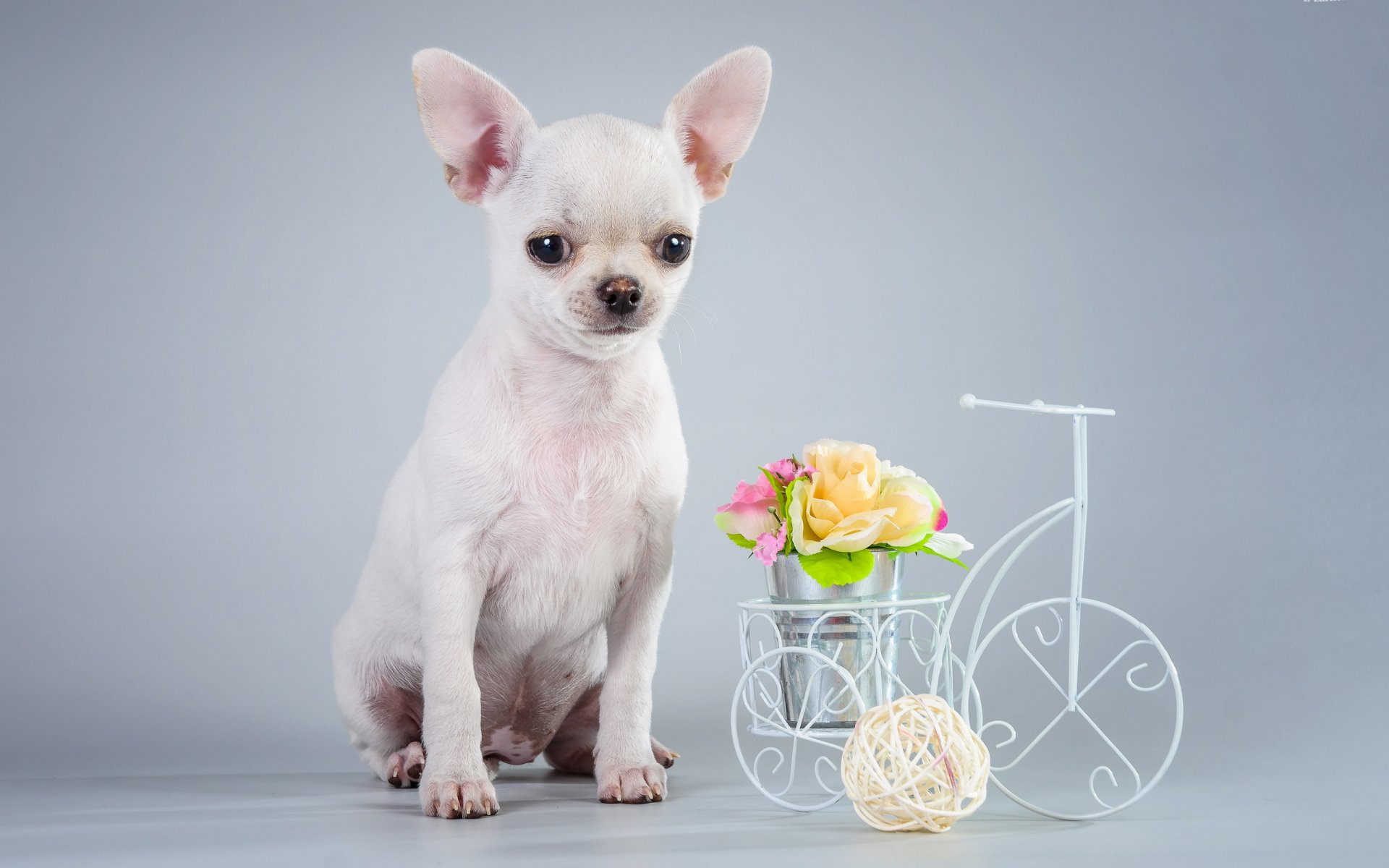 chien regard ami