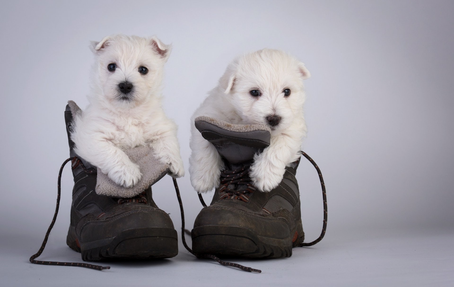 chiens chiots bottes