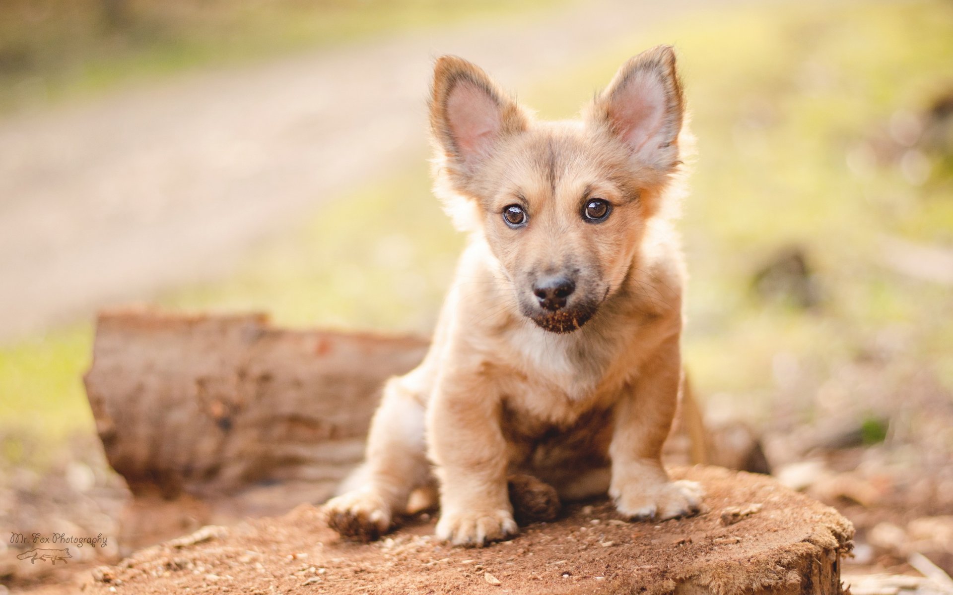 perro mirada amigo