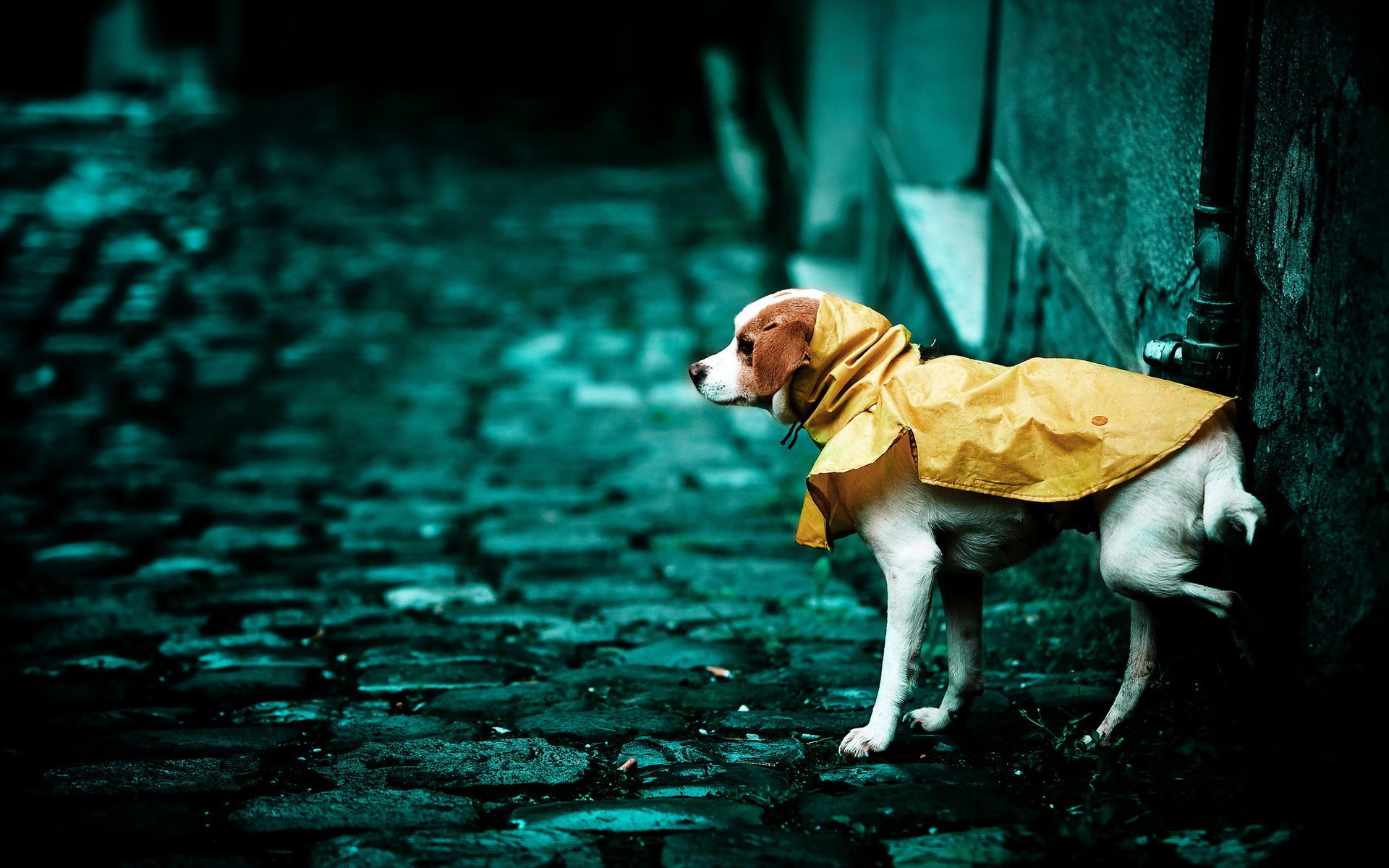 hund straße hintergrund