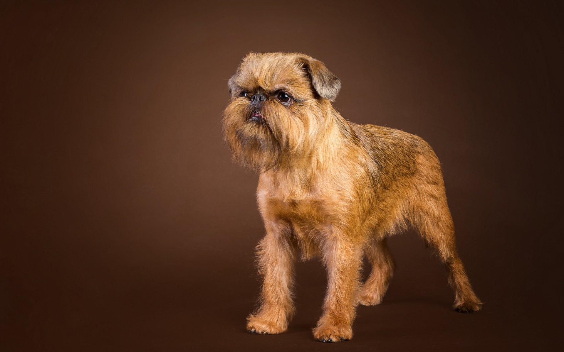 chien vue fond