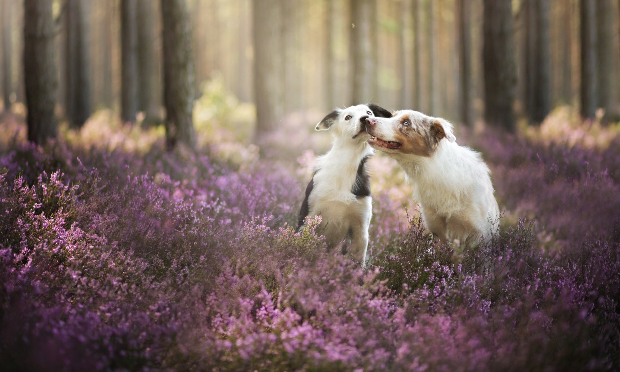 cani amici foresta