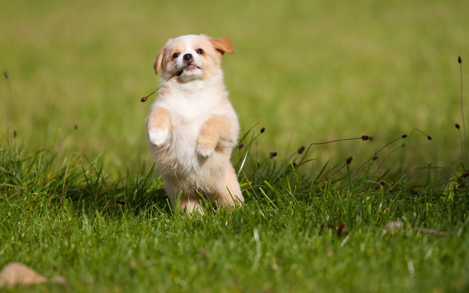 hund welpe hintergrund