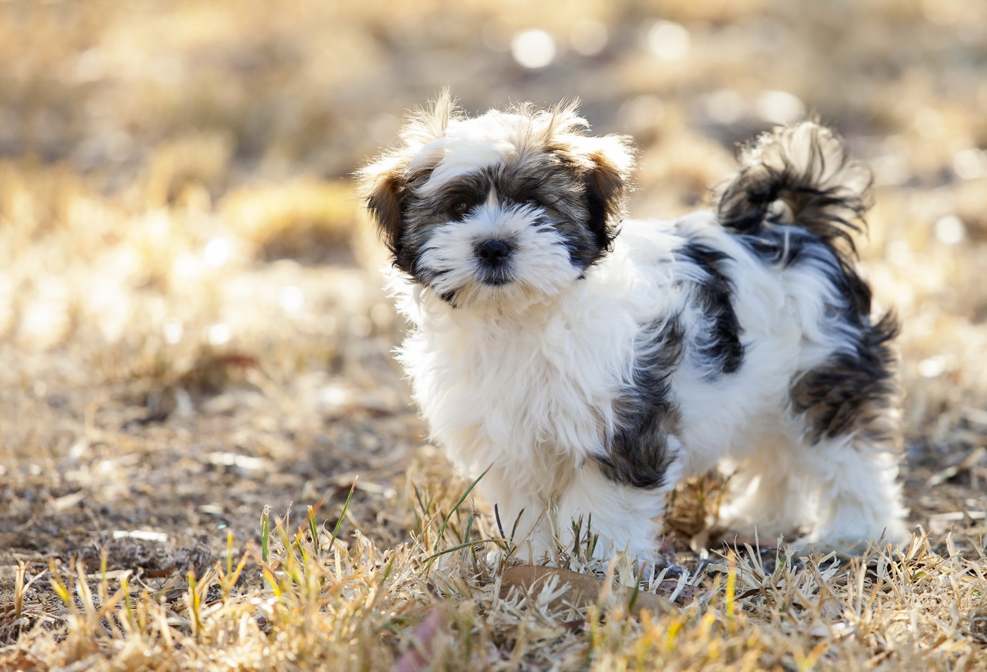 chien regard ami