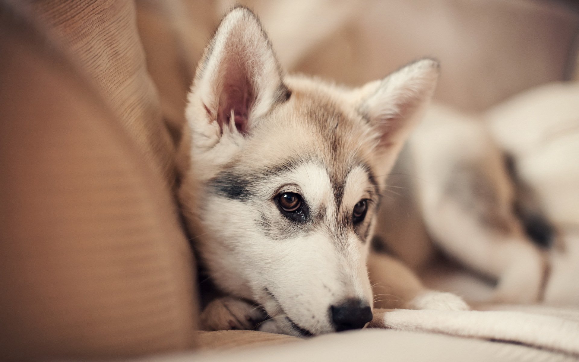 dog view other