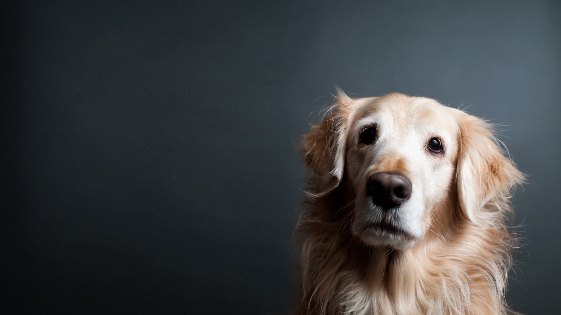 chien regard ami