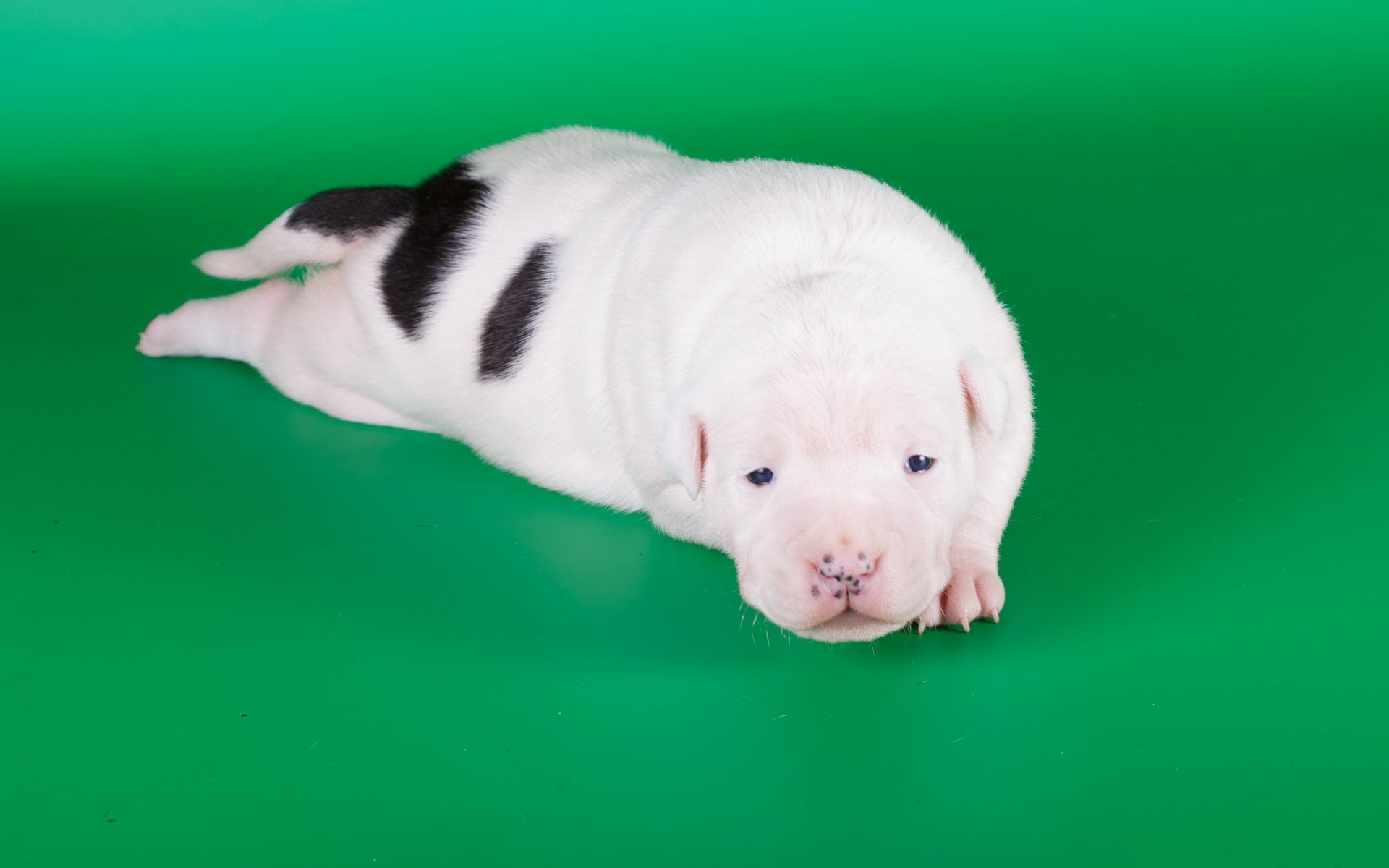 amstaff puppy dog
