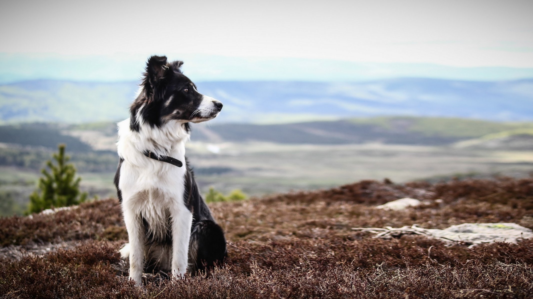 chien vue ami été