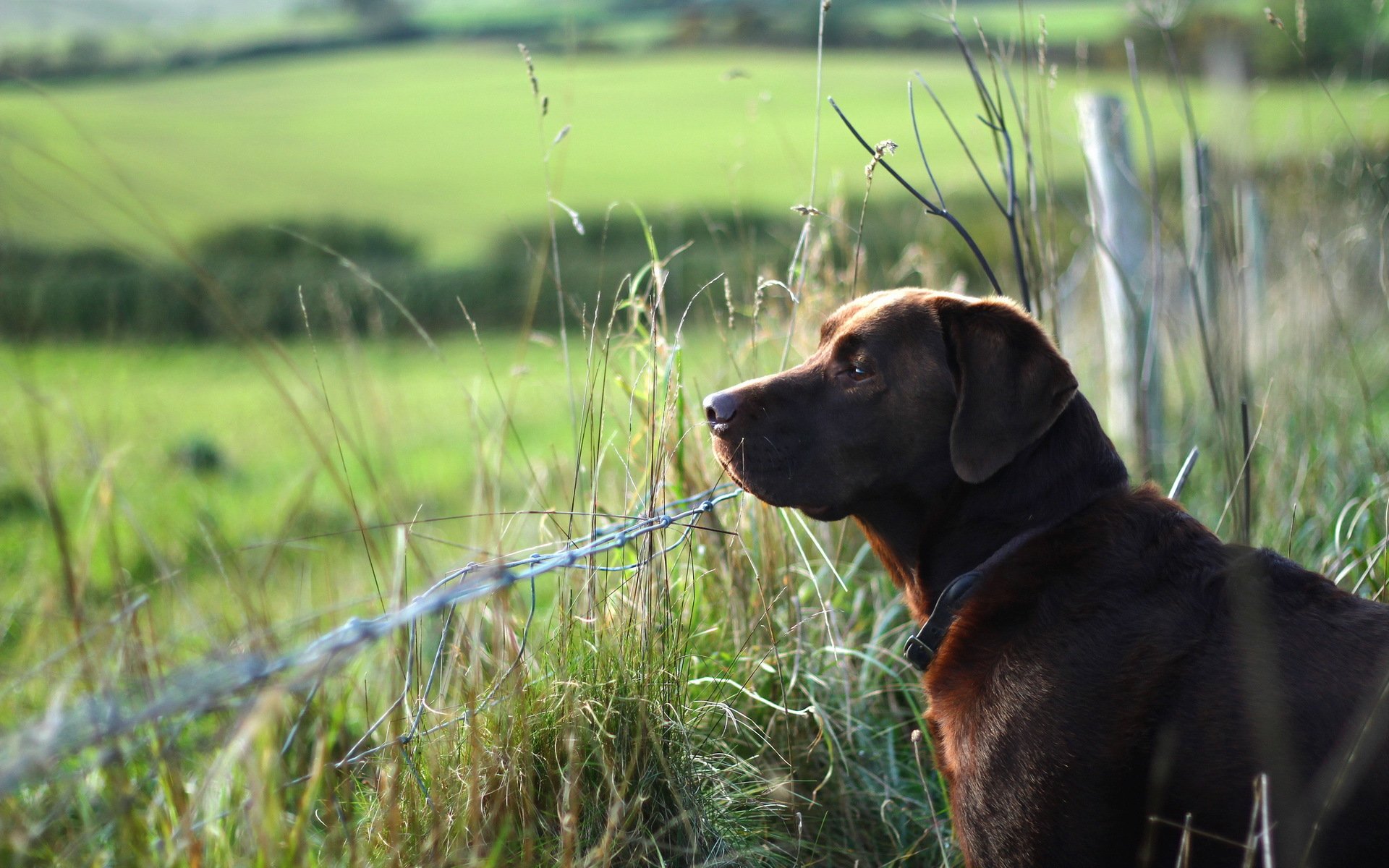 dog other fence