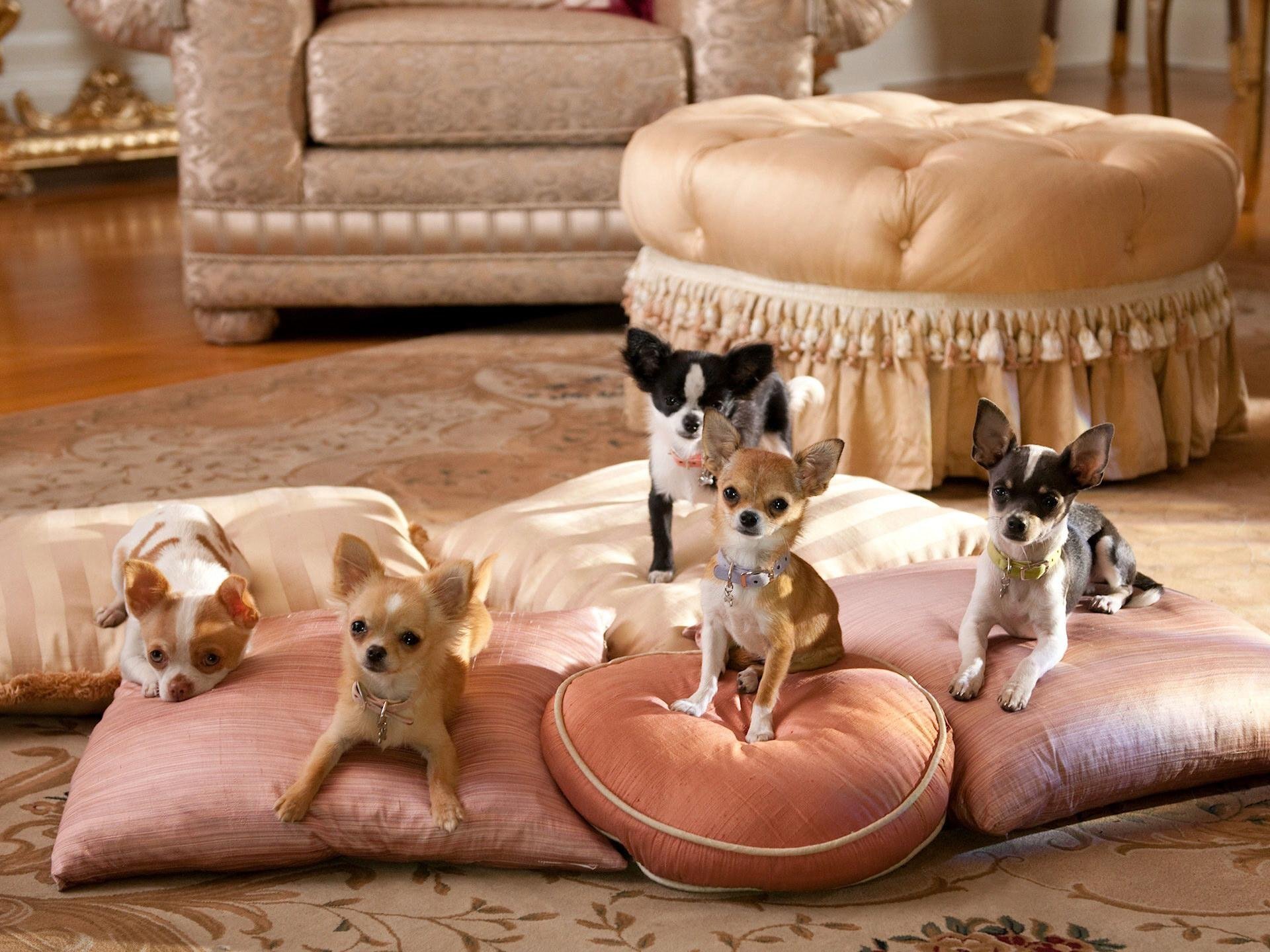 chihuahua almohadas habitación perros