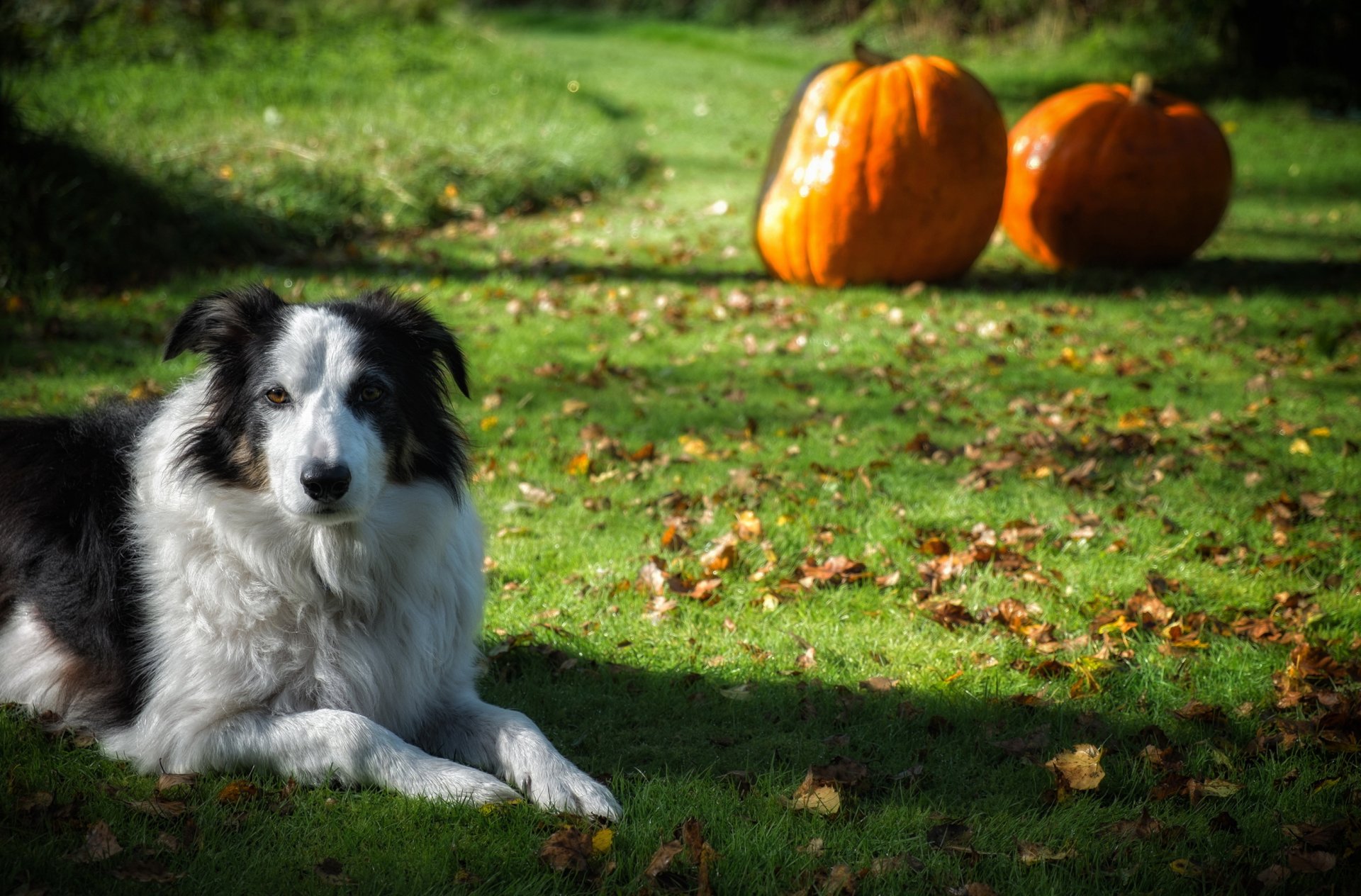 chien regard ami