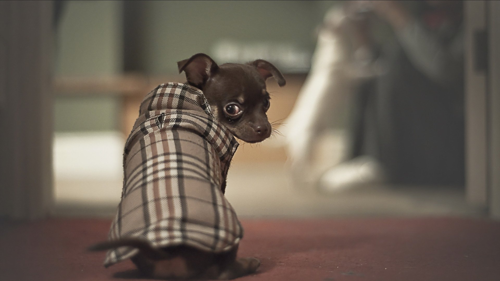 perro mirada amigo
