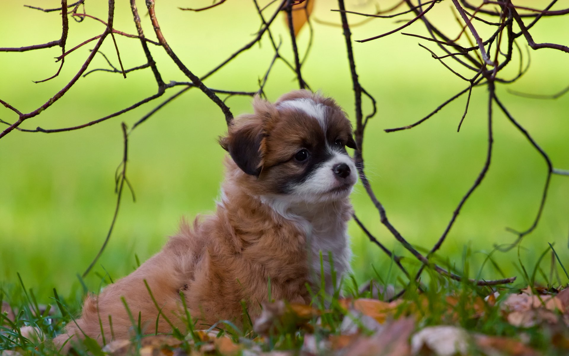 chien chiot fond