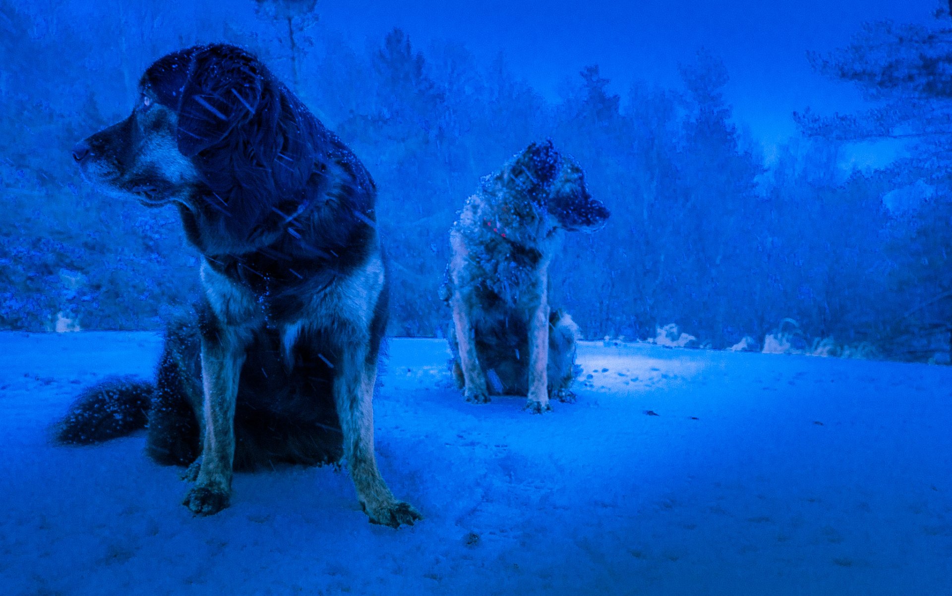 hunde winter schneesturm hintergrund