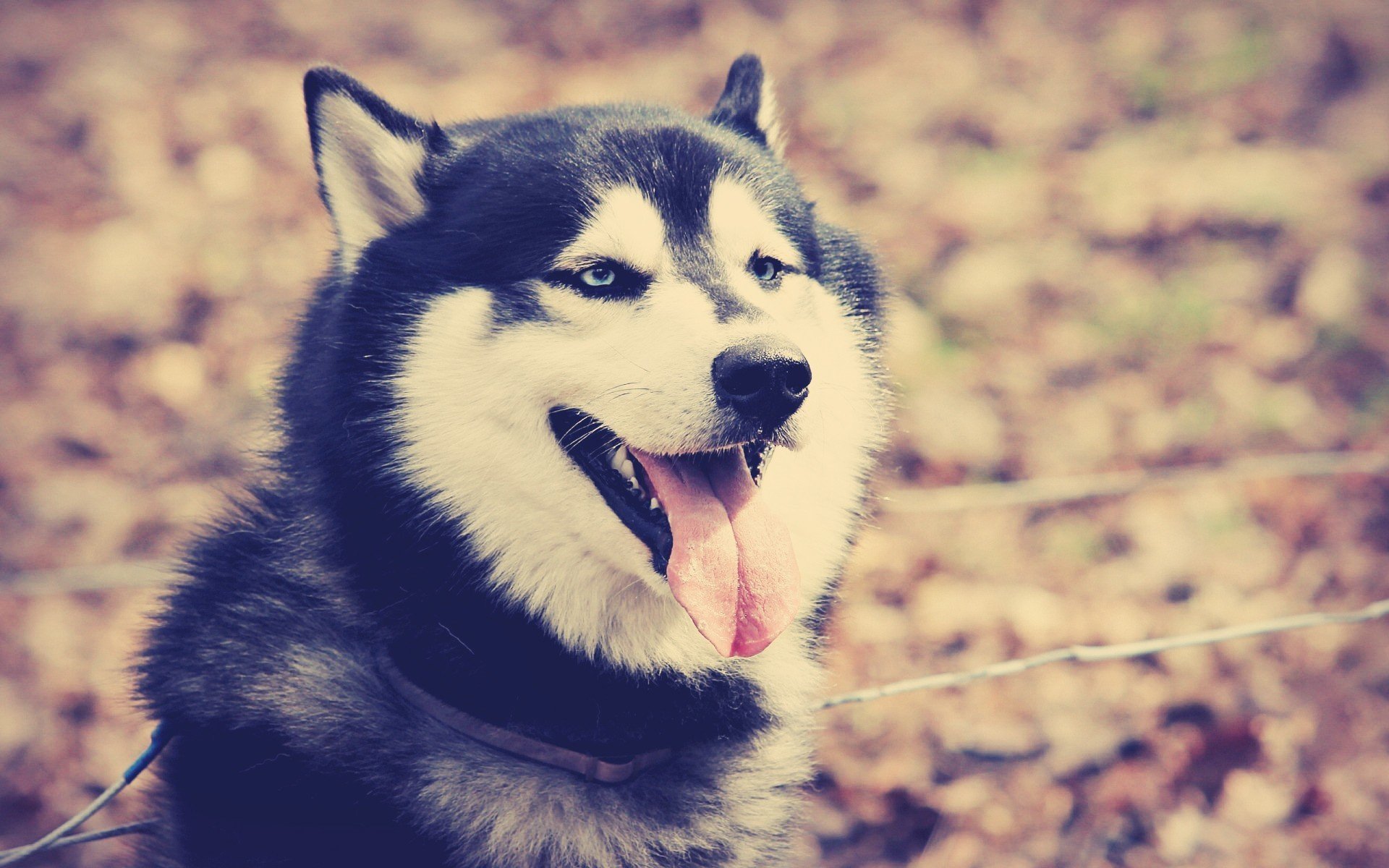 chien vue yeux bleus langue dents collier automne husky feuilles nature à l extérieur ami yeux chacun