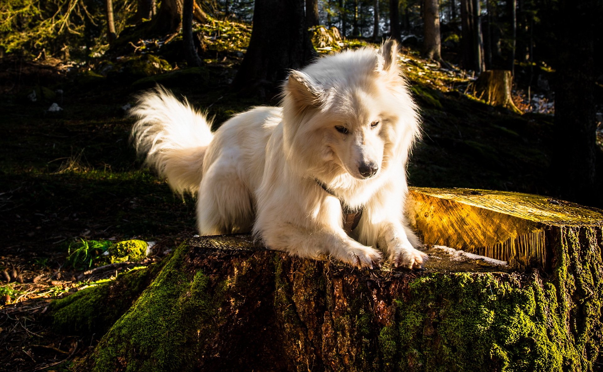chien regard ami