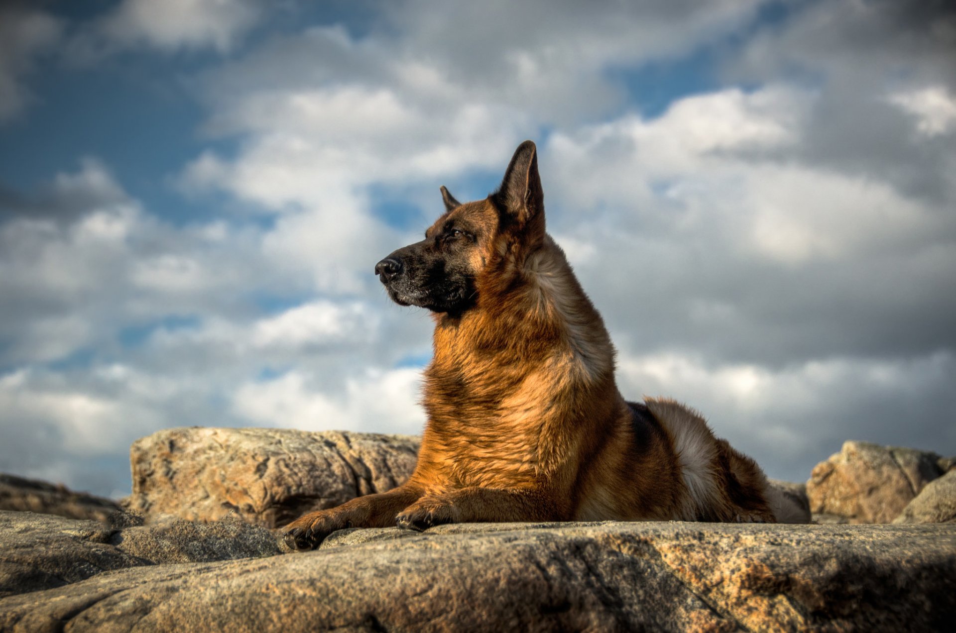 deutscher schäferhund hund blick