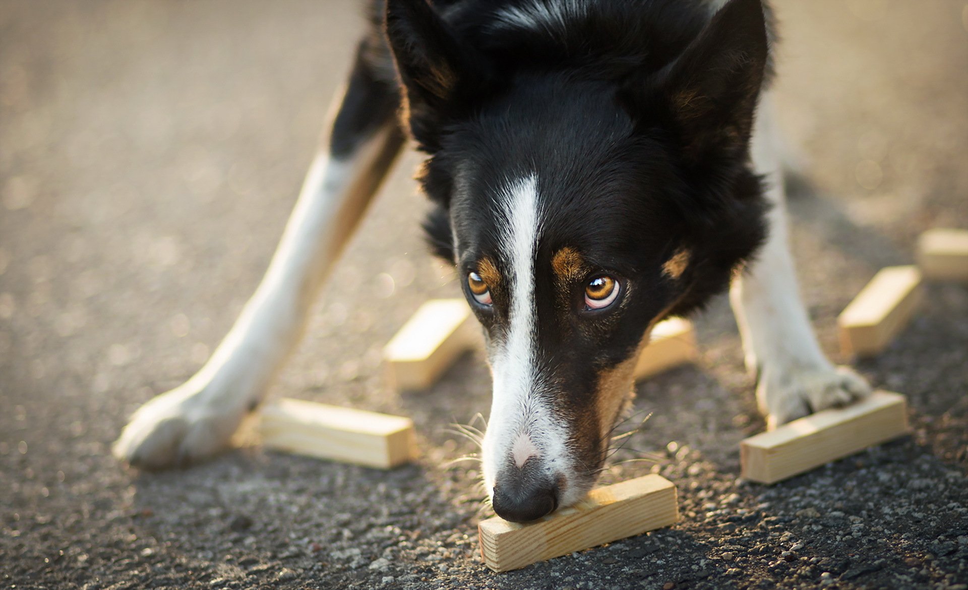 chien regard ami