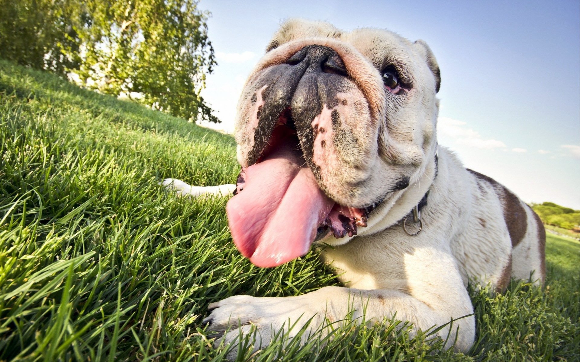 dog face other