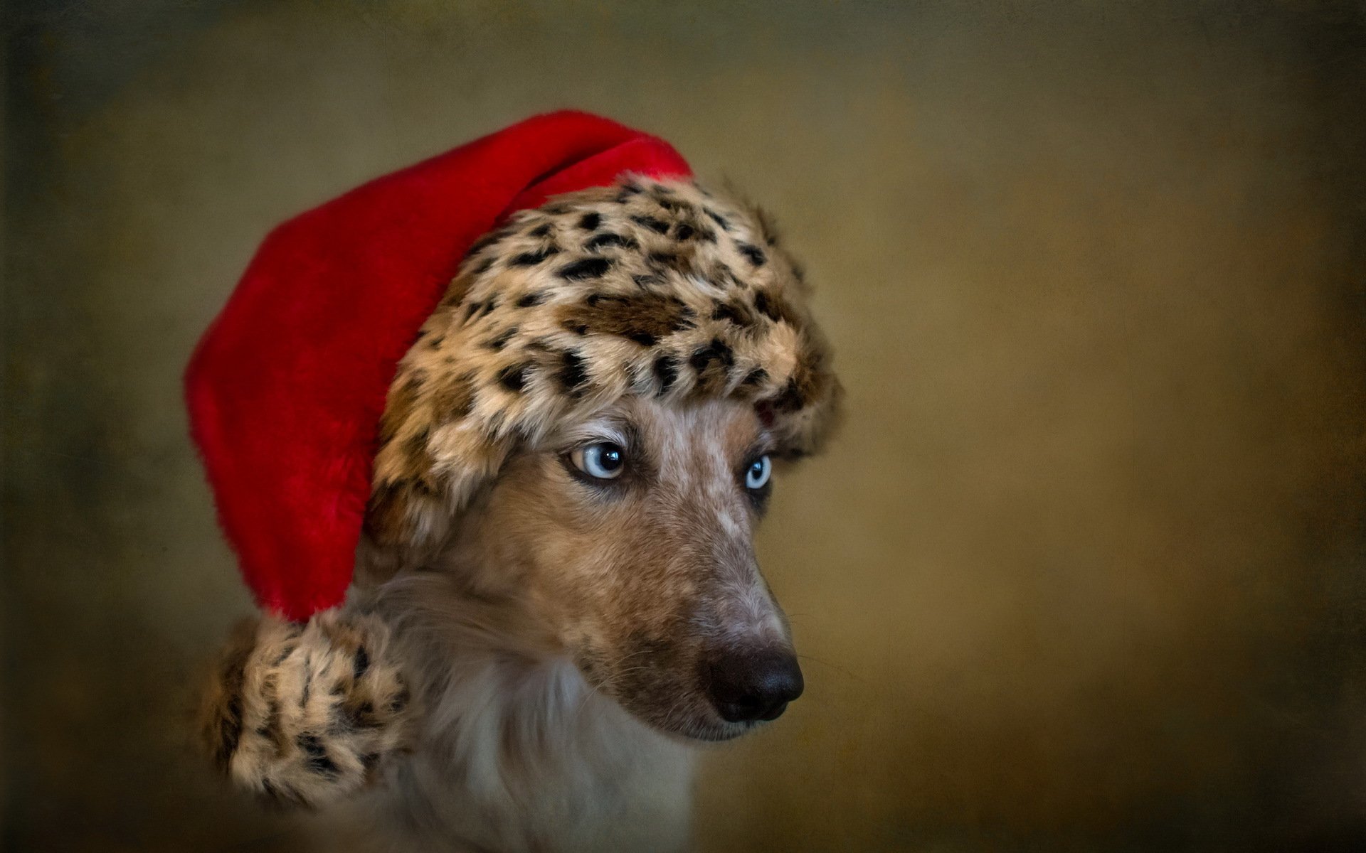 hund freund blick urlaub