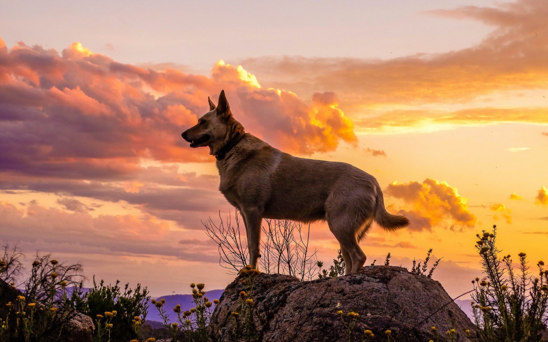 chien regard ami