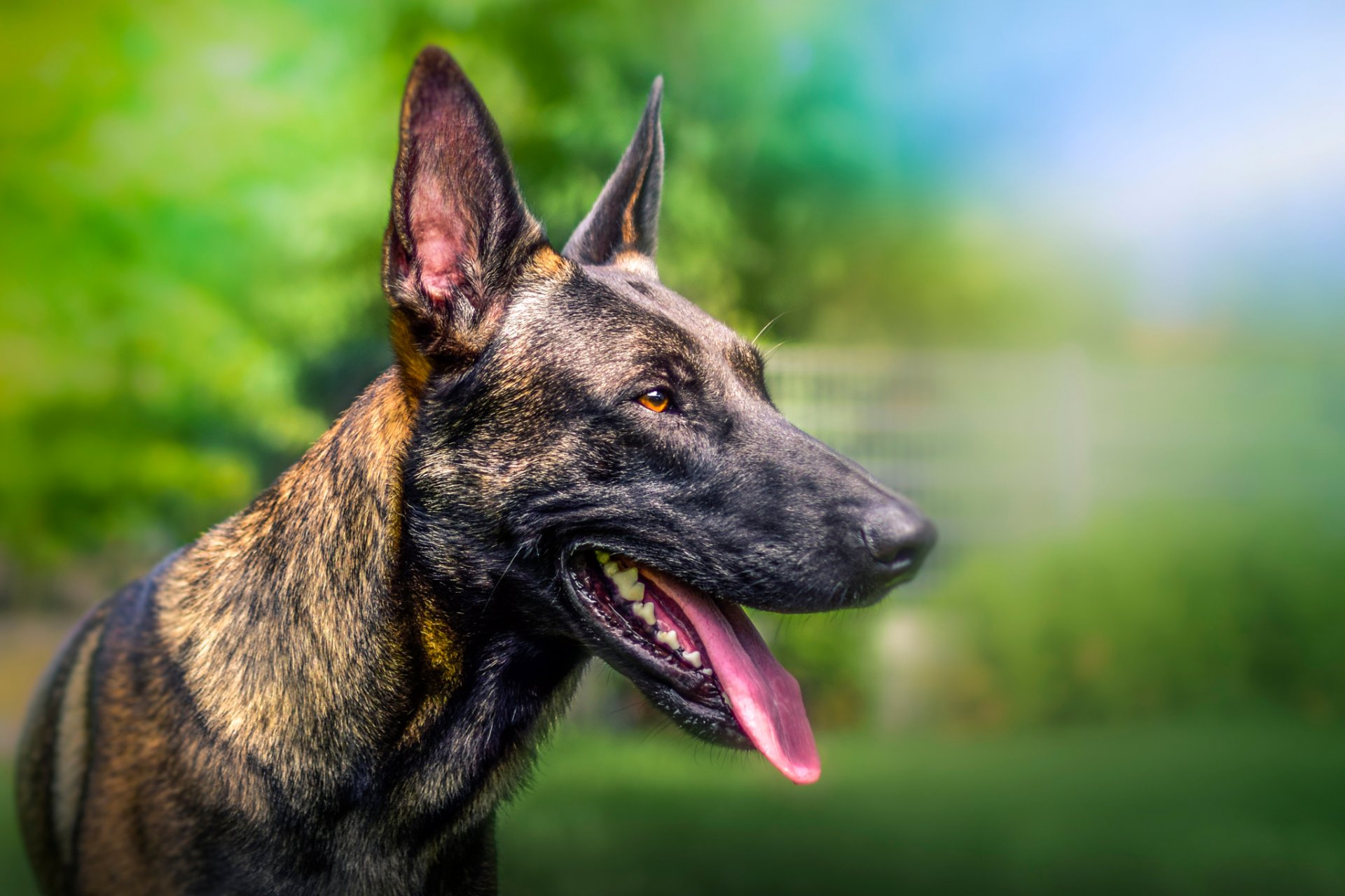 ami museau flou bokeh chien