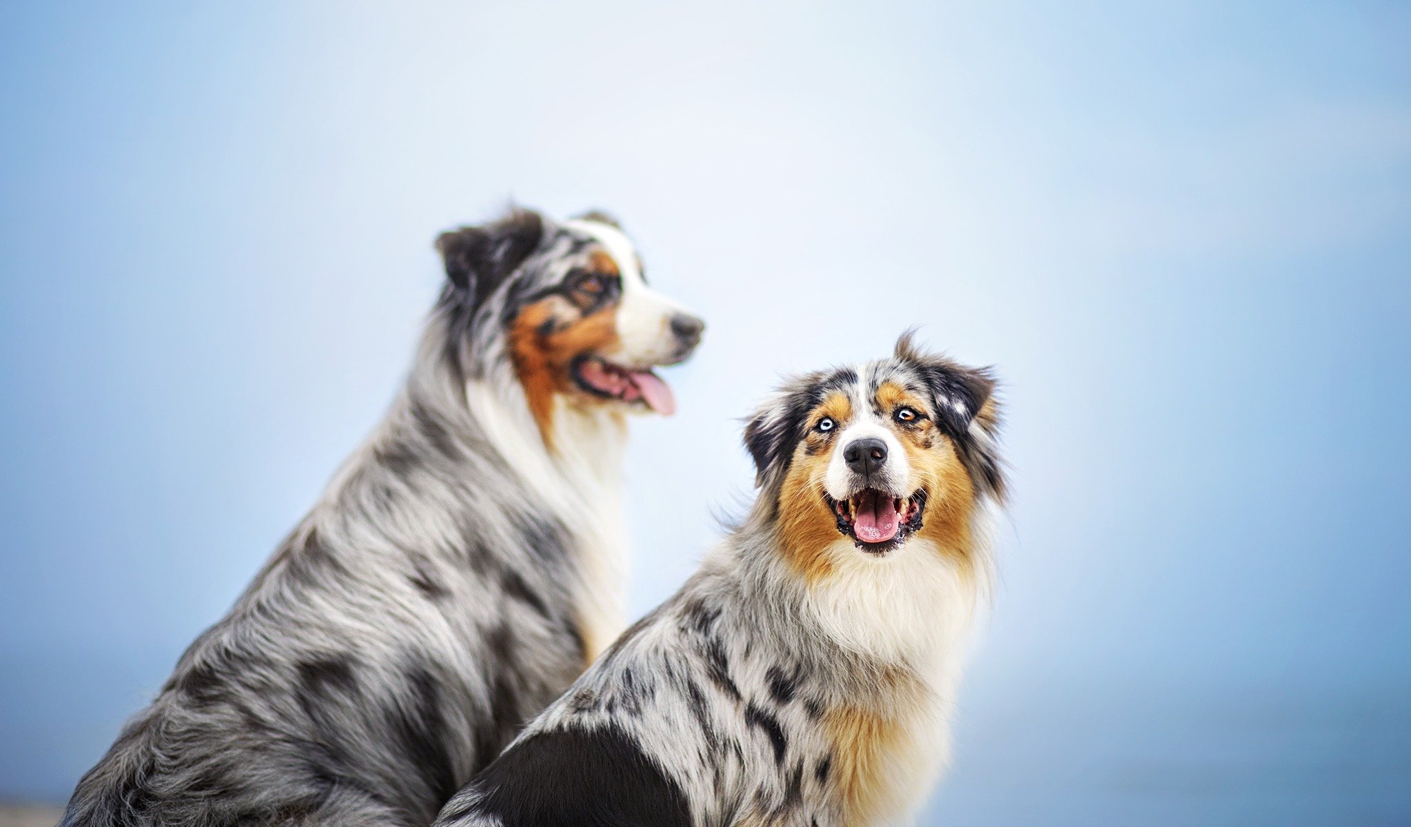 dogs friends background